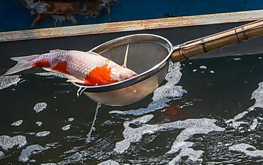 Ca Koi lo do, chet ngua bung sau 2 ngay o be xu ly nuoc song To Lich hinh anh