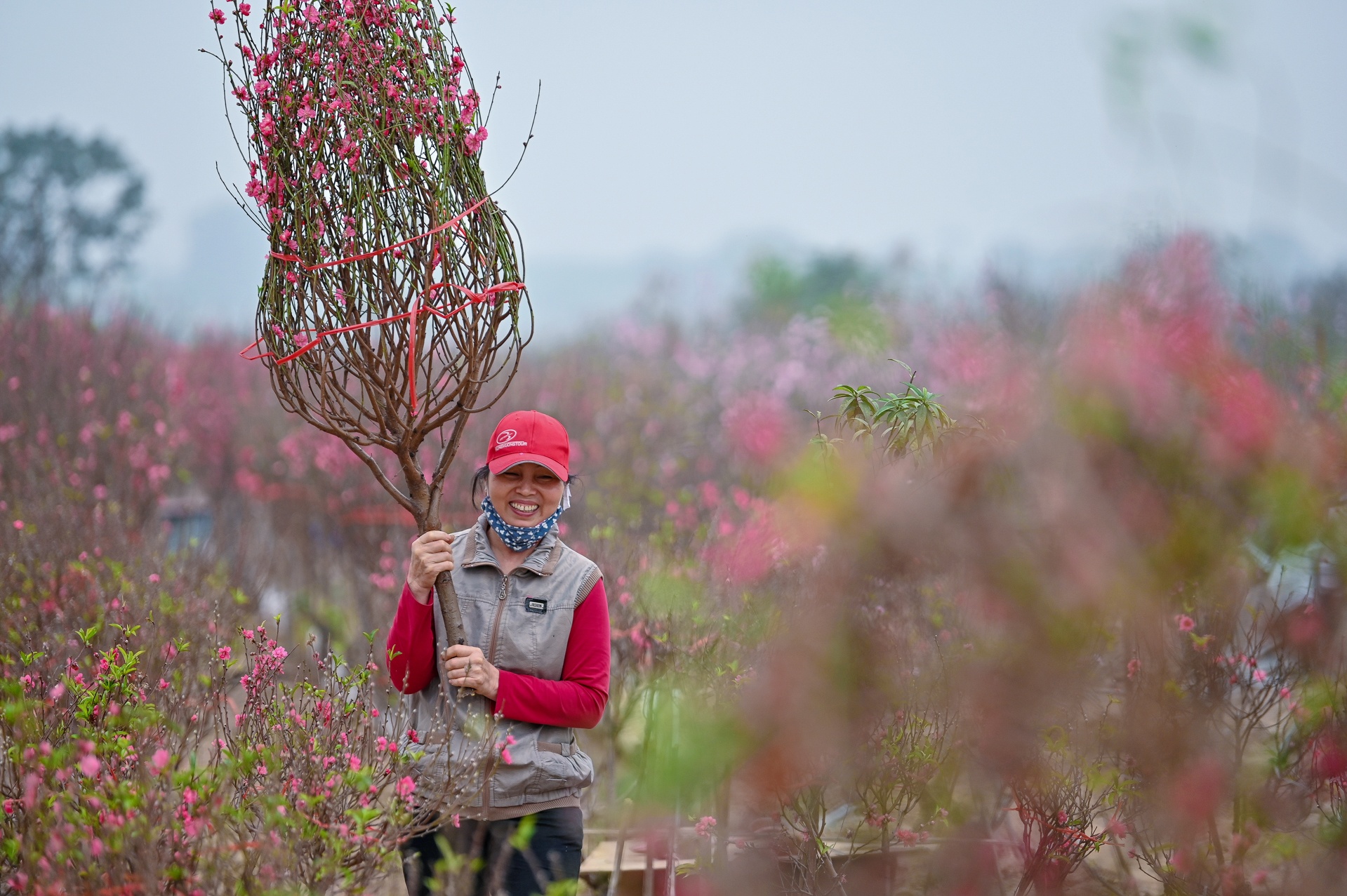 hoa dao no som nguoi nong dan lo mat tet anh 10