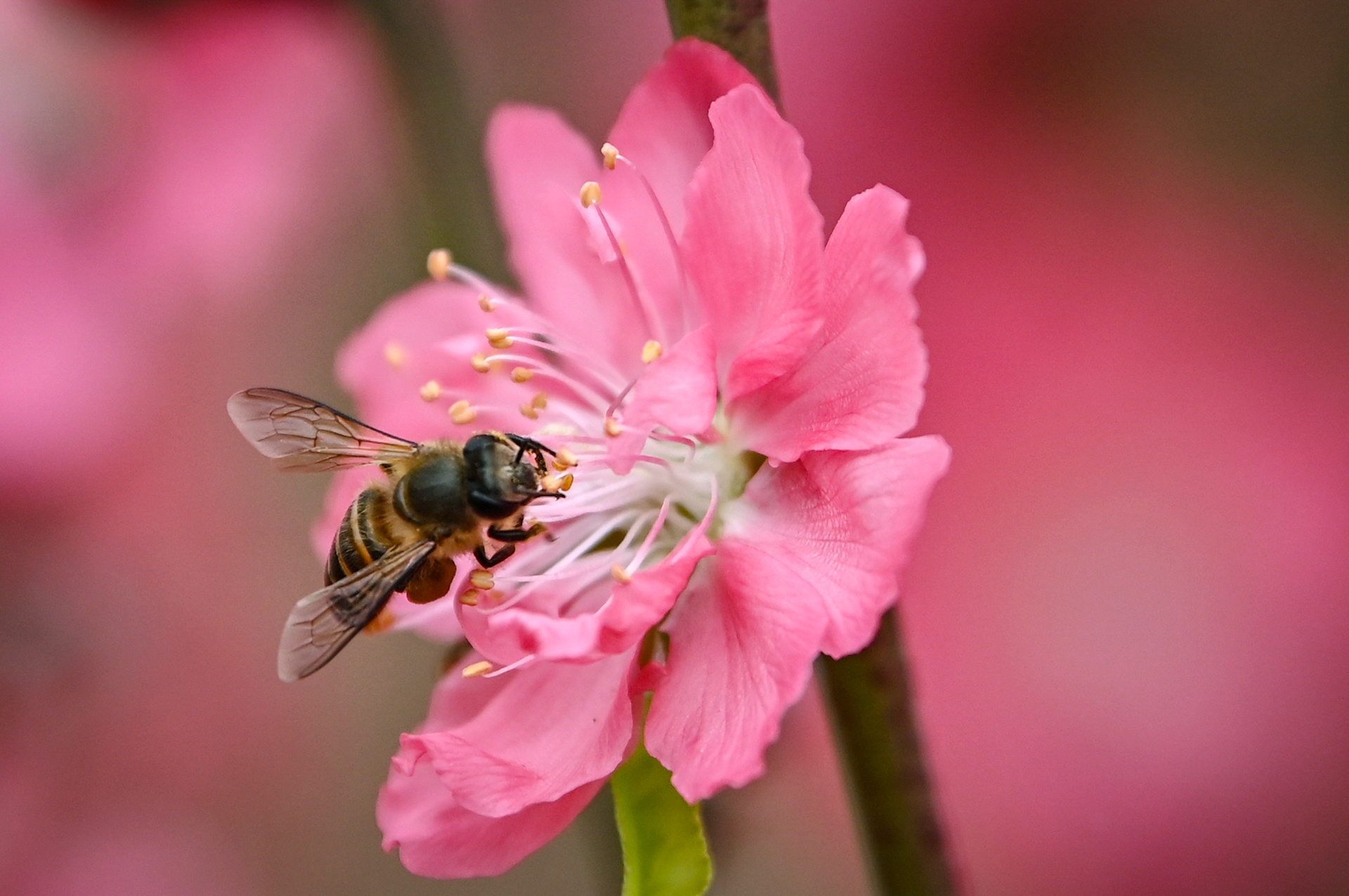 hoa dao no som nguoi nong dan lo mat tet anh 11