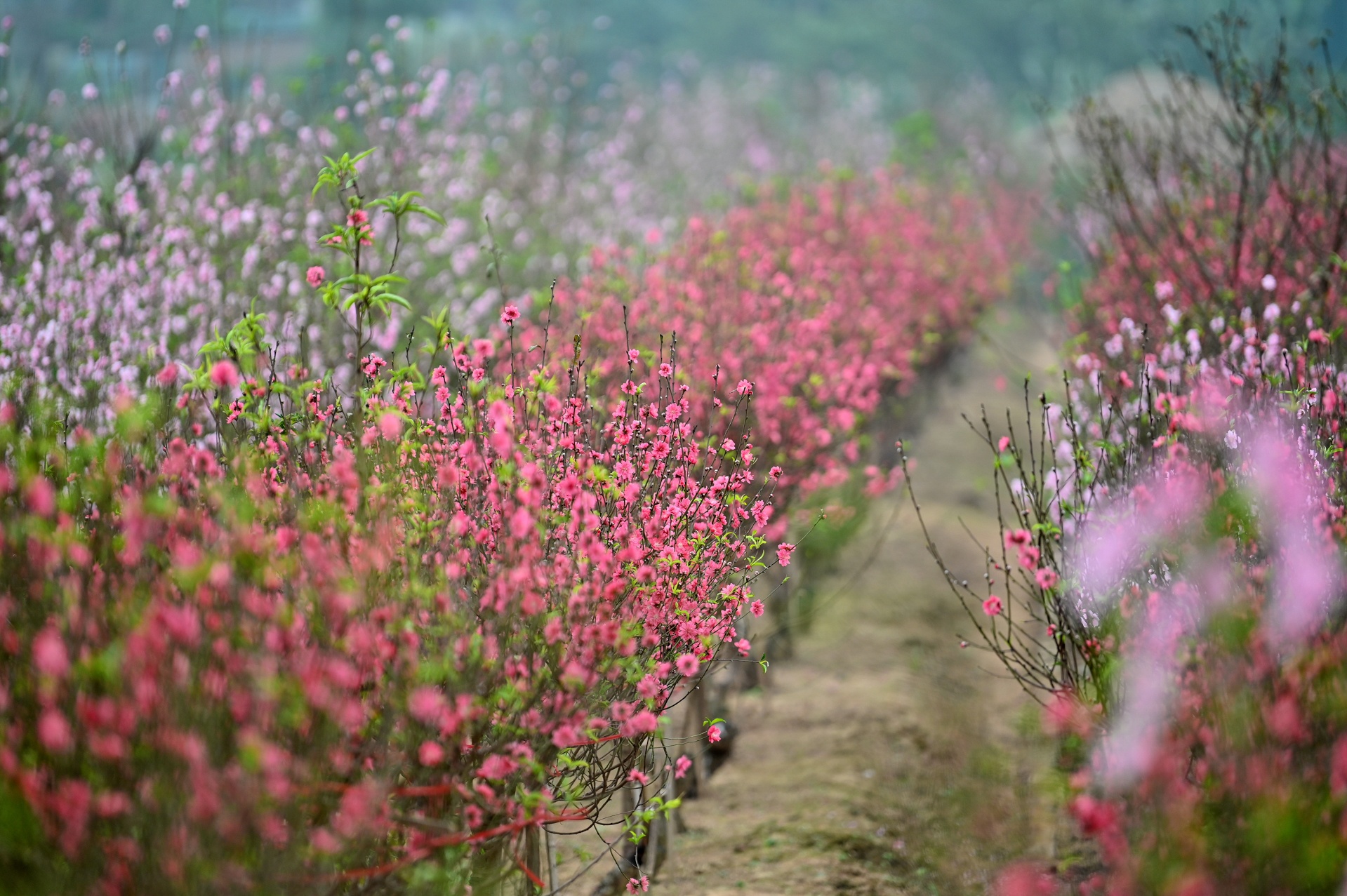 hoa dao no som nguoi nong dan lo mat tet anh 3