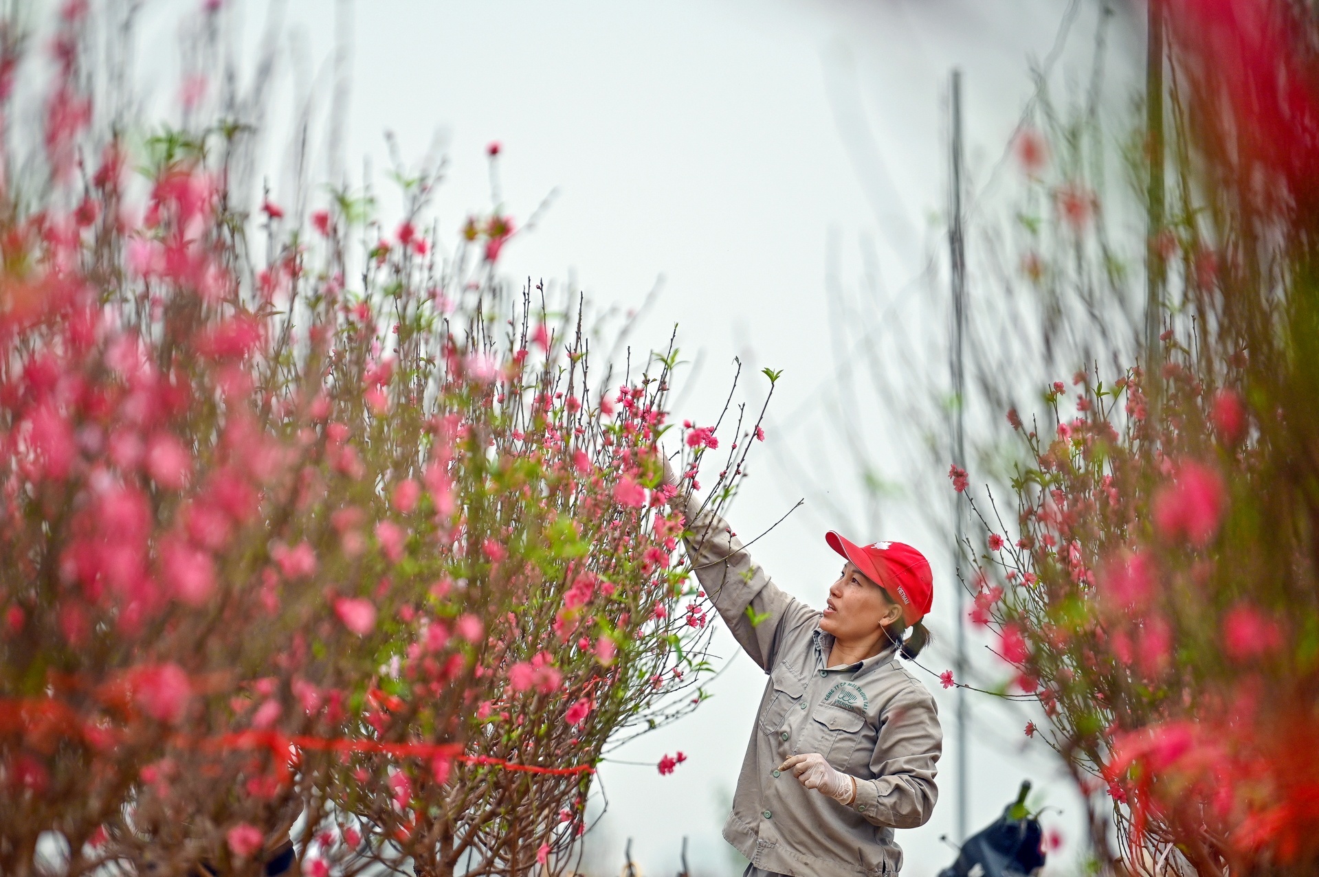 hoa dao no som nguoi nong dan lo mat tet anh 4