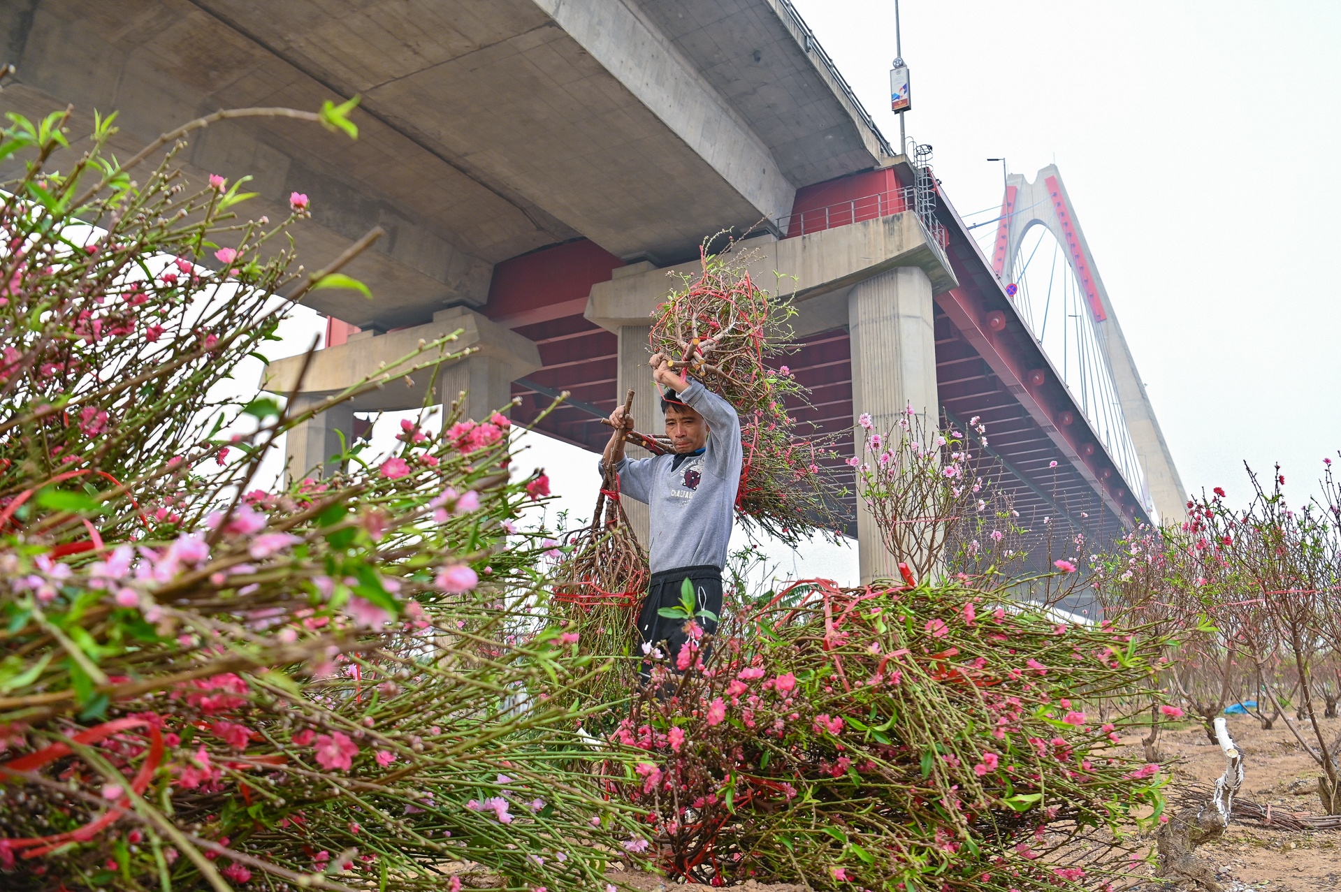 hoa dao no som nguoi nong dan lo mat tet anh 5