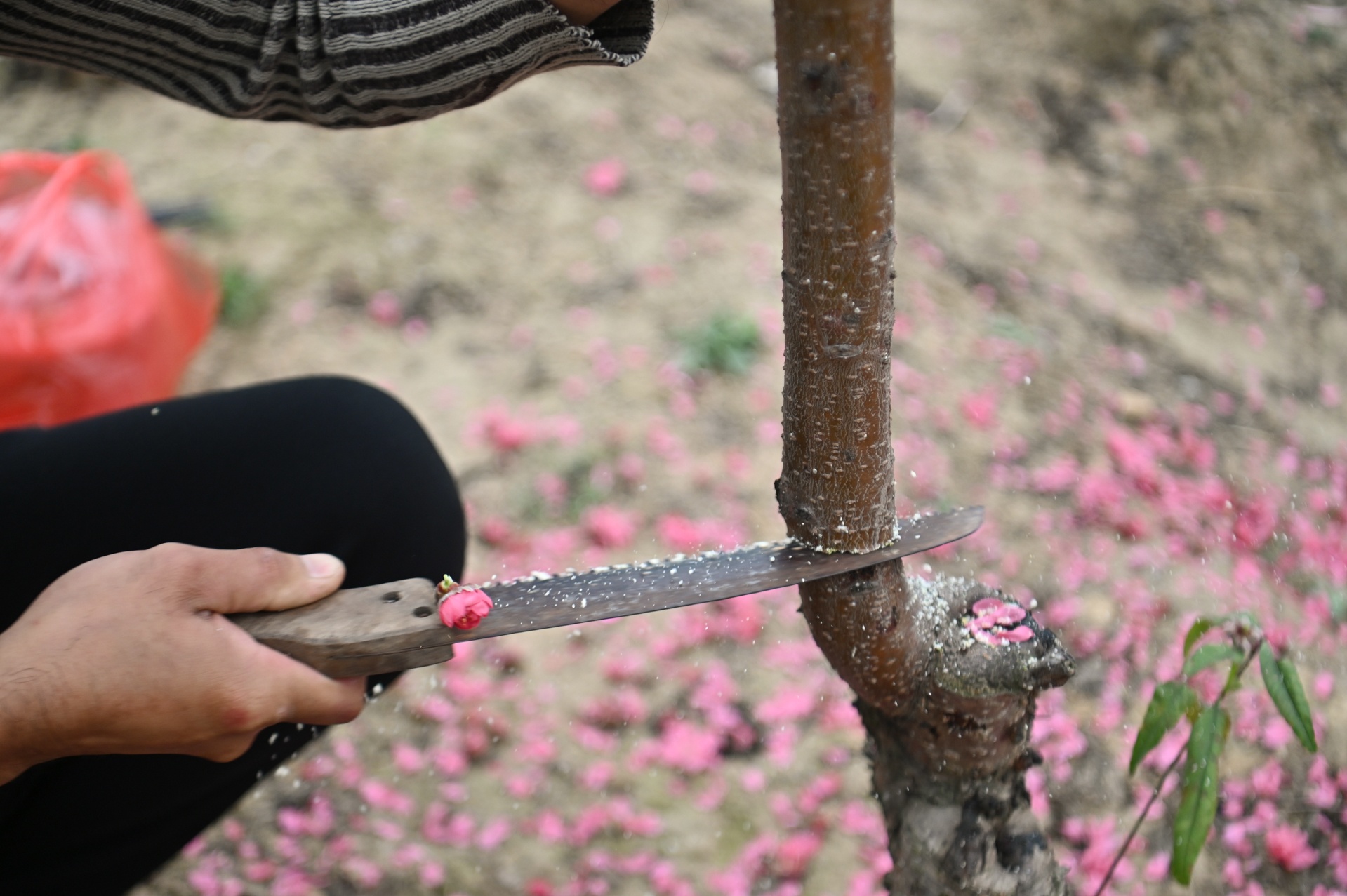 hoa dao no som nguoi nong dan lo mat tet anh 6