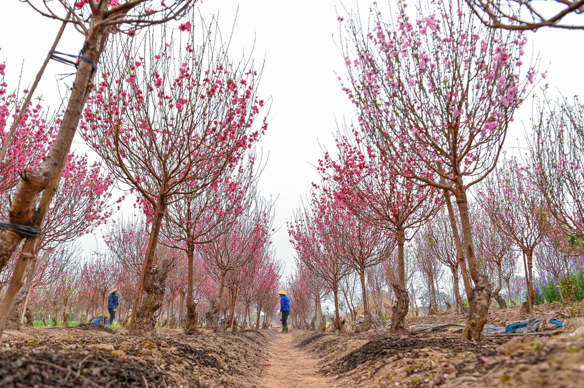 Vuon dao ngap sac hong, nong dan thap thom lo mat Tet hinh anh