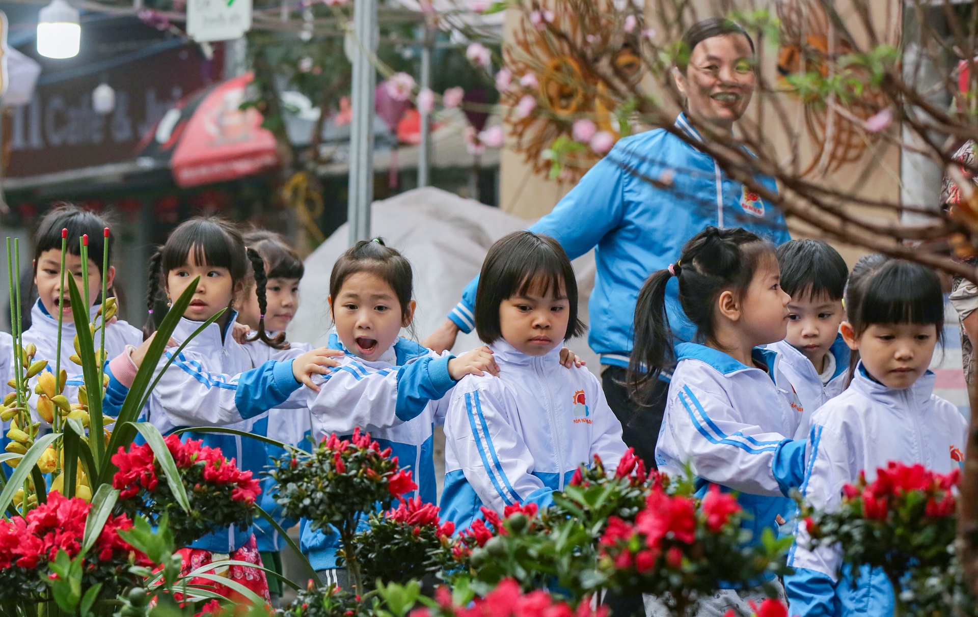 cay mai tet tien ty anh 10