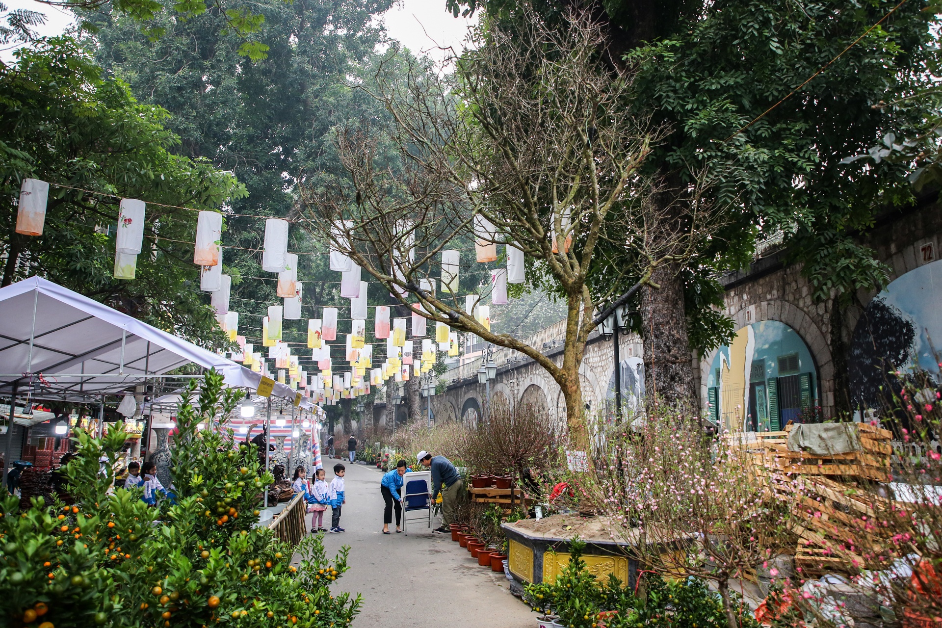 Cay mai tram tuoi gia dat ngang can chung cu cao cap o Ha Noi hinh anh
