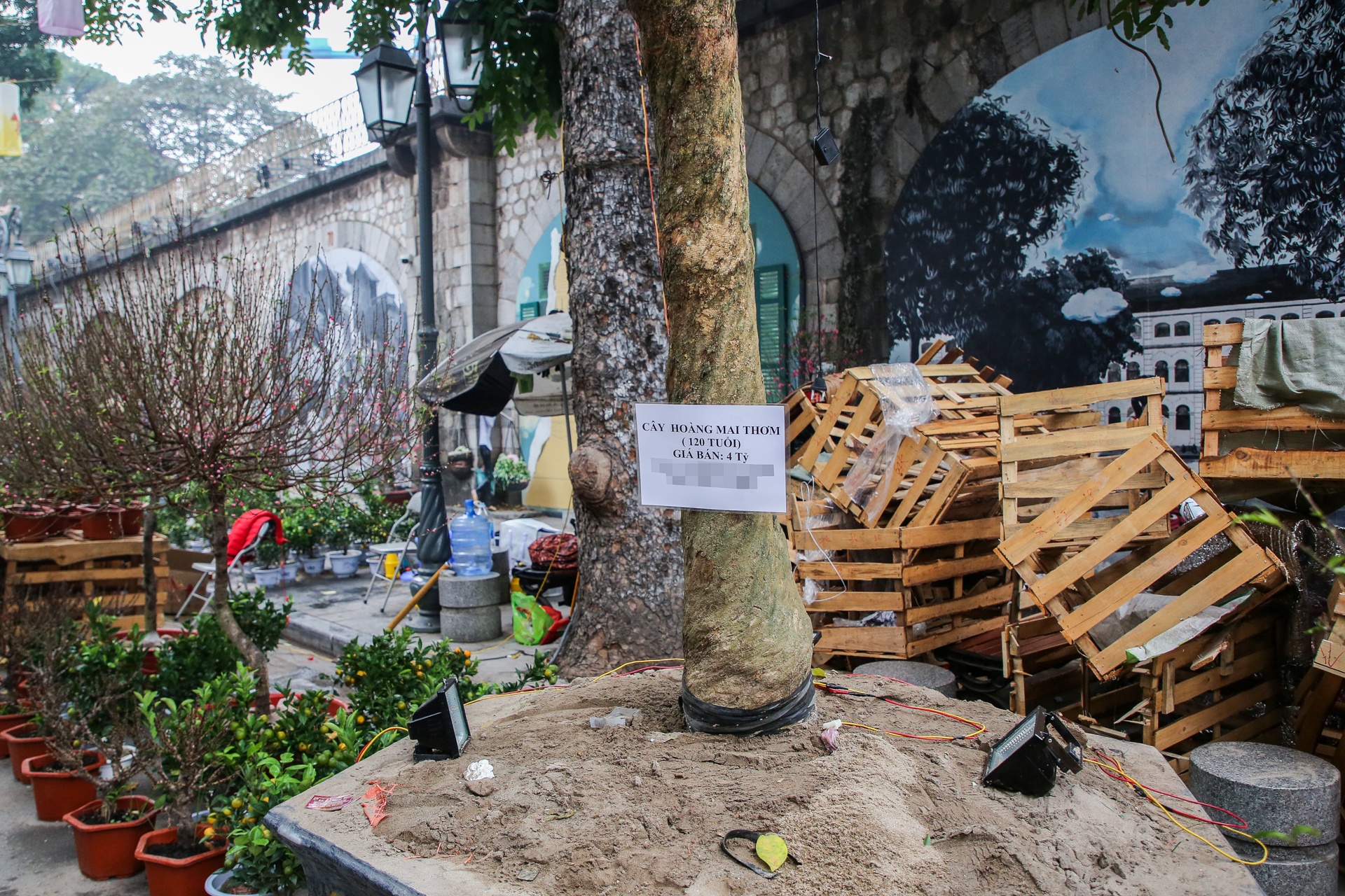 cay mai tet tien ty anh 3