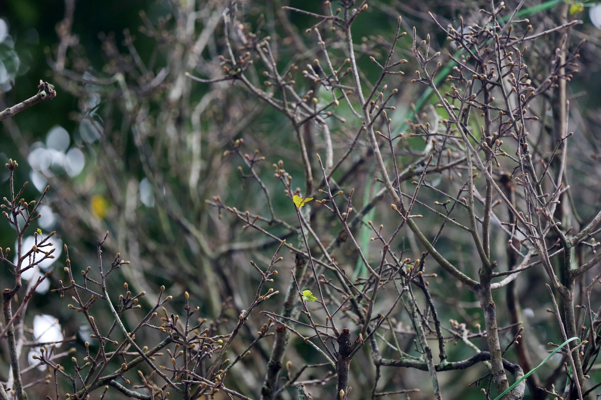 cay mai tet tien ty anh 4