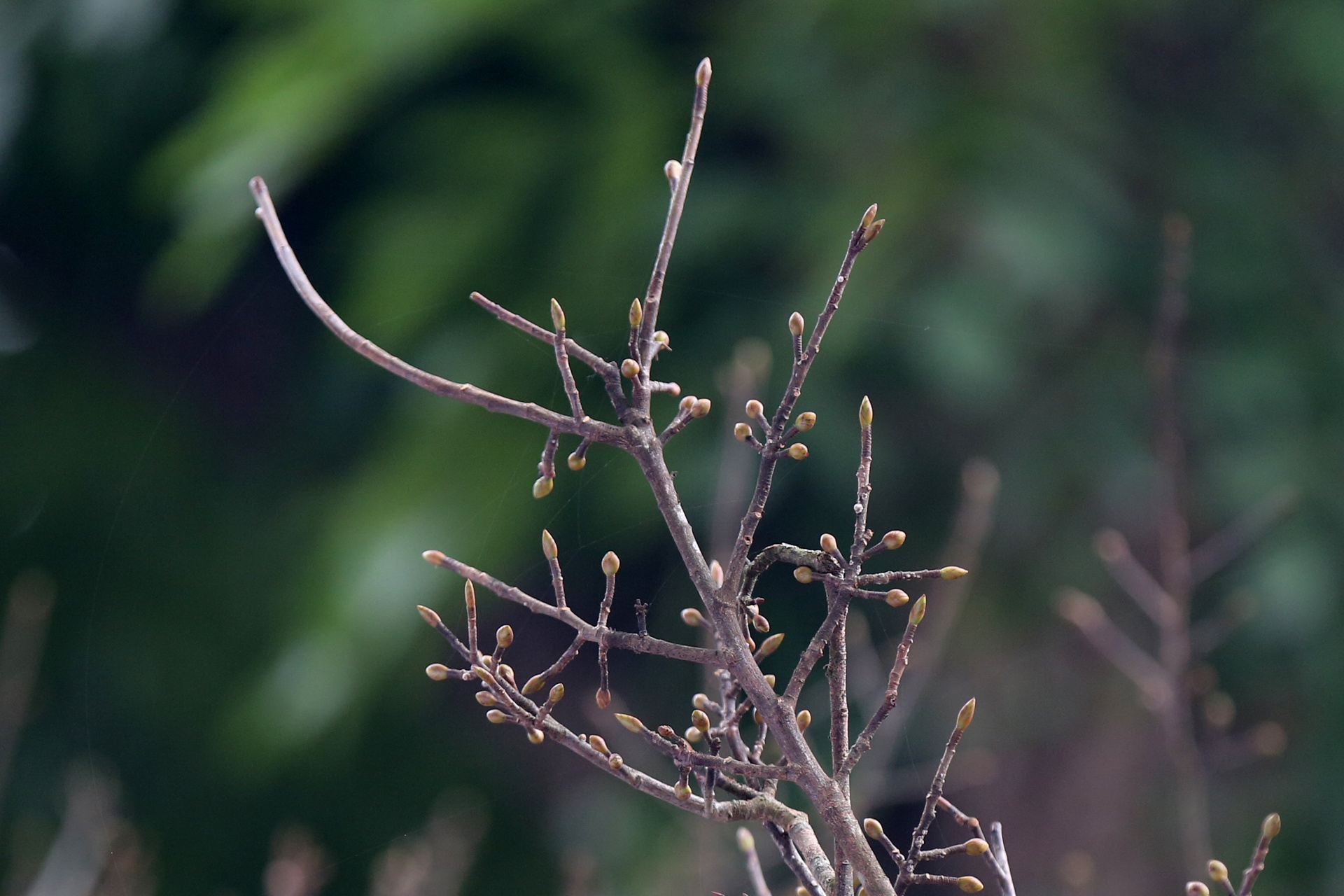 cay mai tet tien ty anh 5