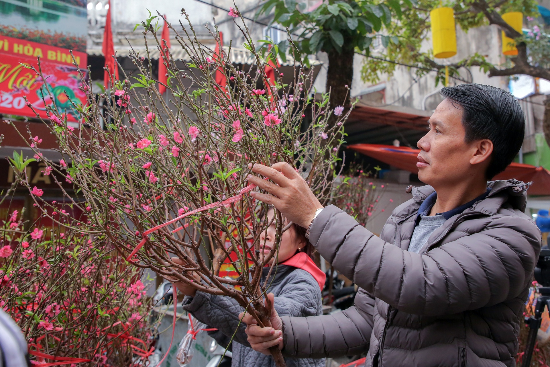 cay mai tet tien ty anh 7