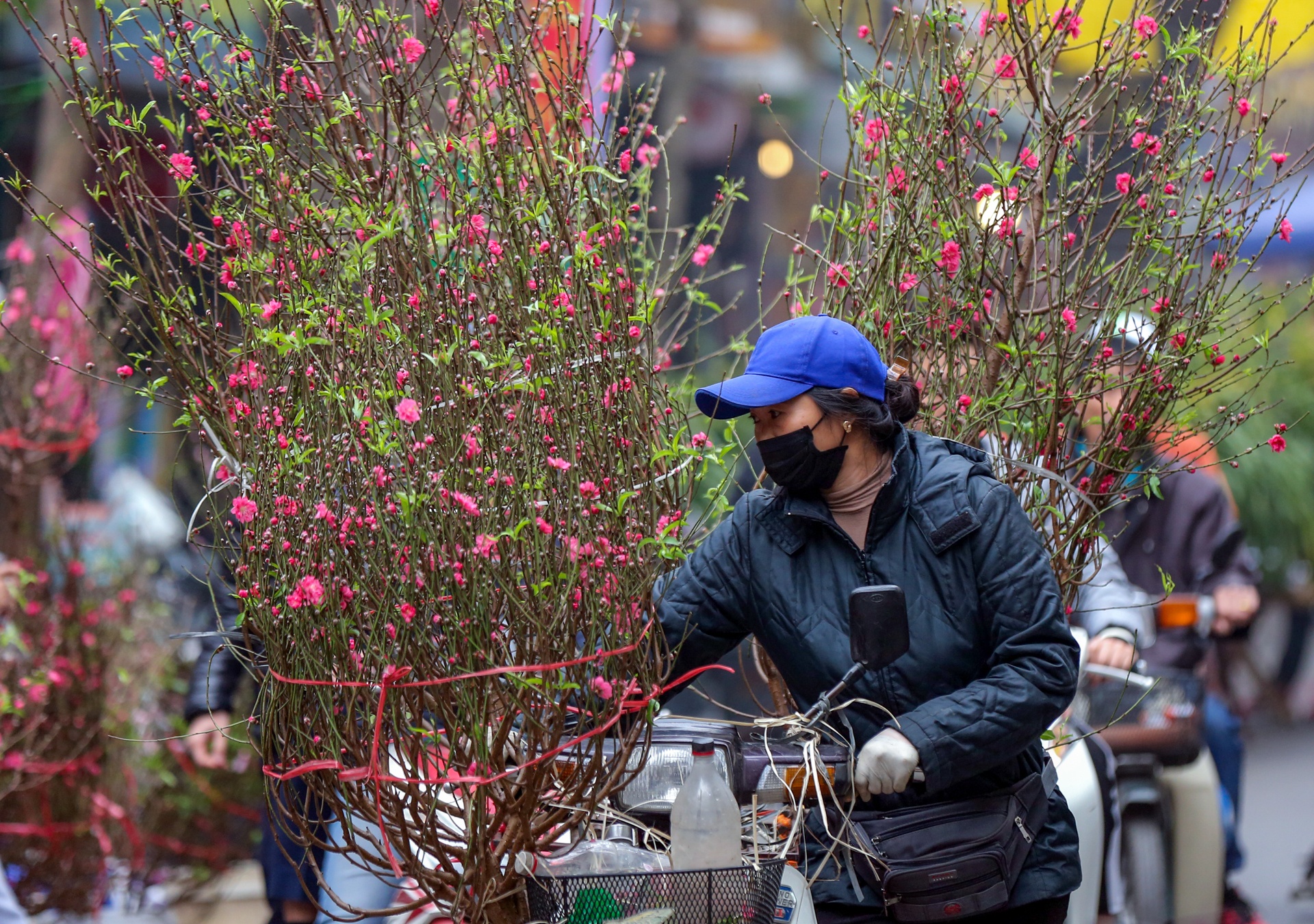 cay mai tet tien ty anh 8