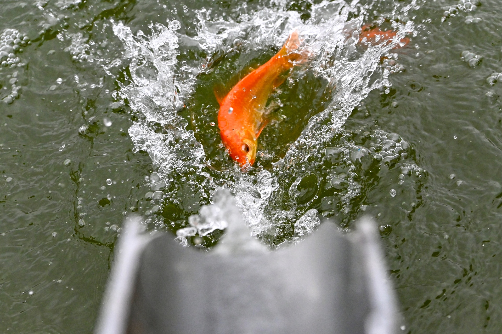 ca chep di mang truot ve troi anh 8