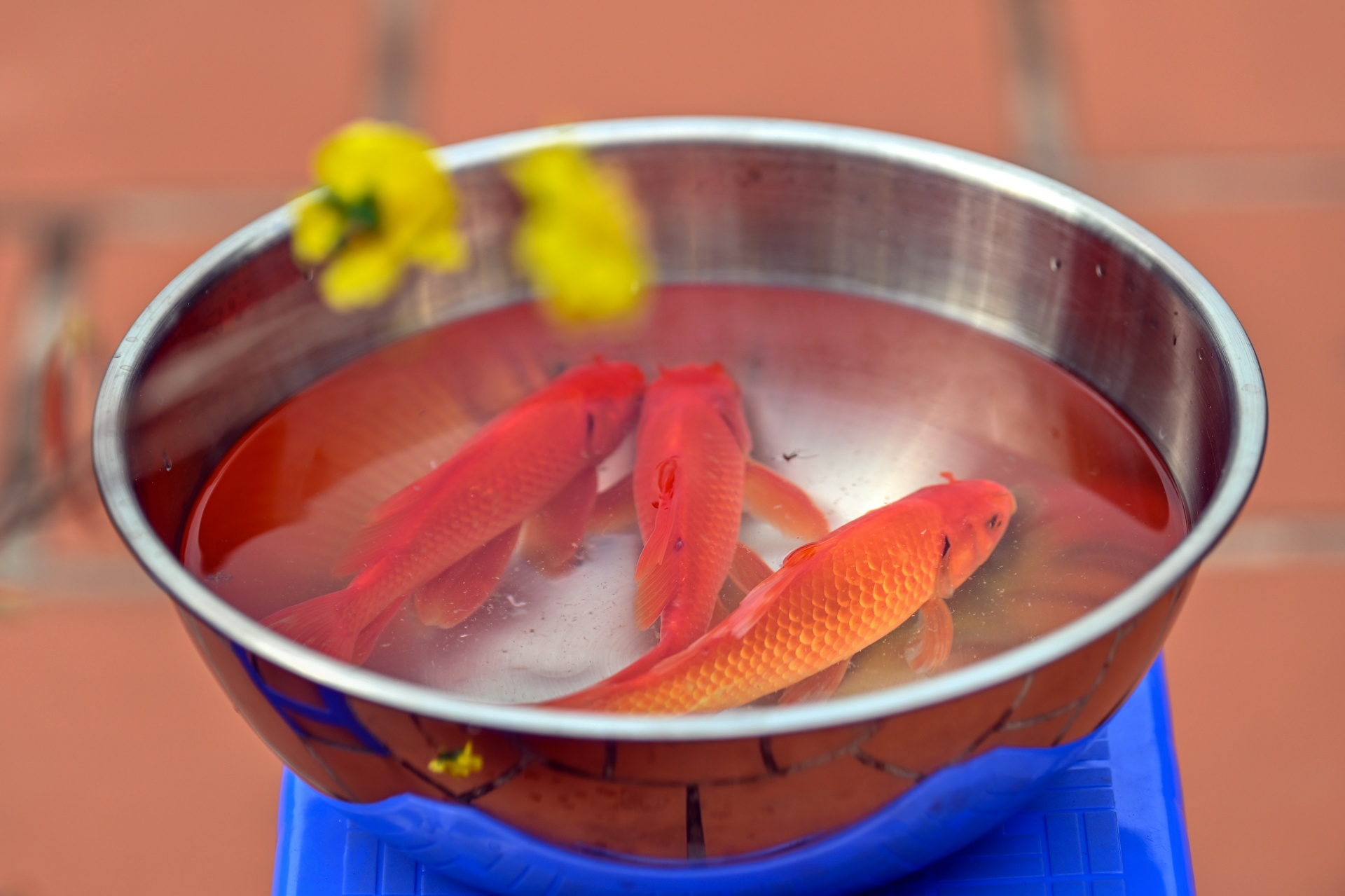 ca chep ngay cung tao quan anh 10