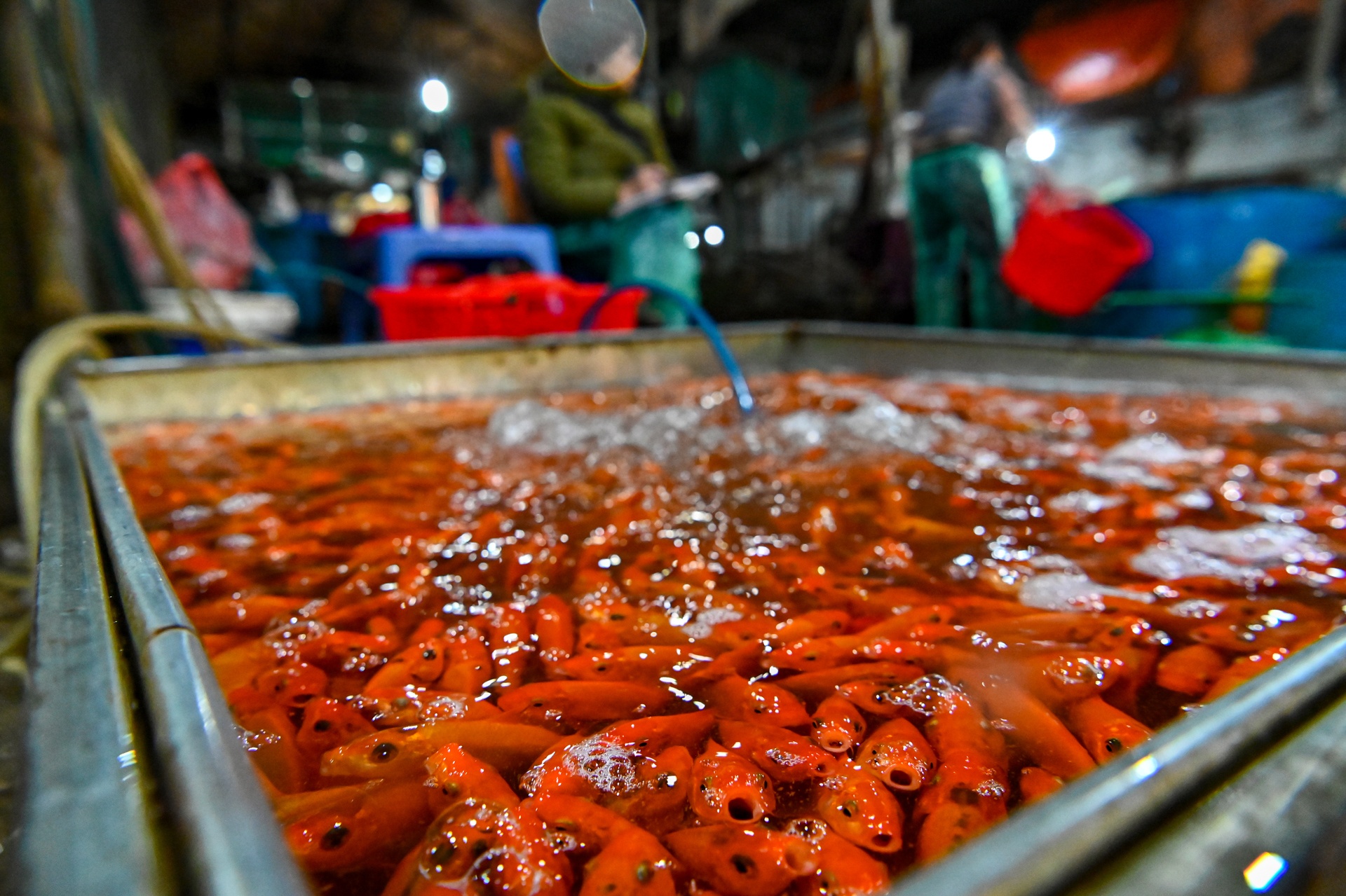 ca chep ngay cung tao quan anh 2