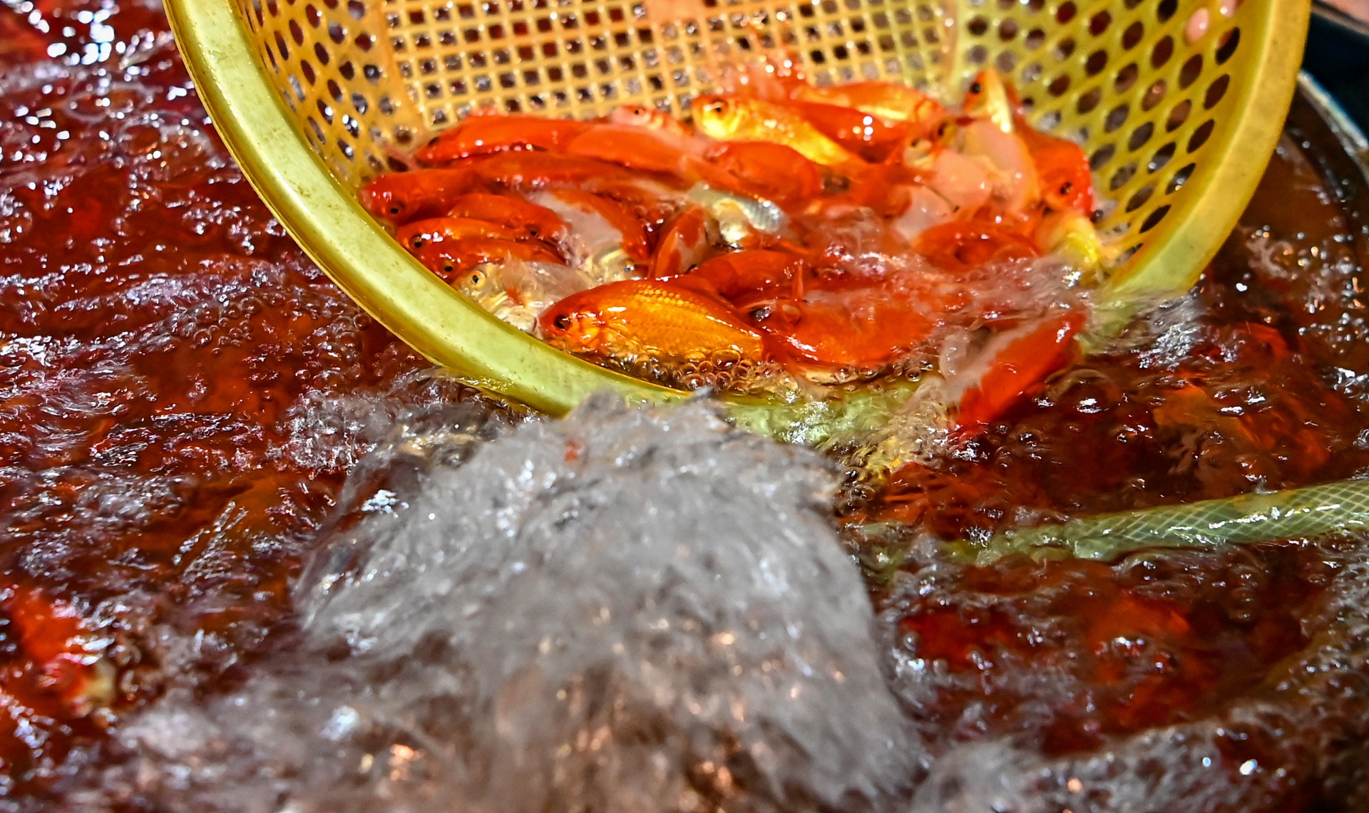 ca chep ngay cung tao quan anh 4