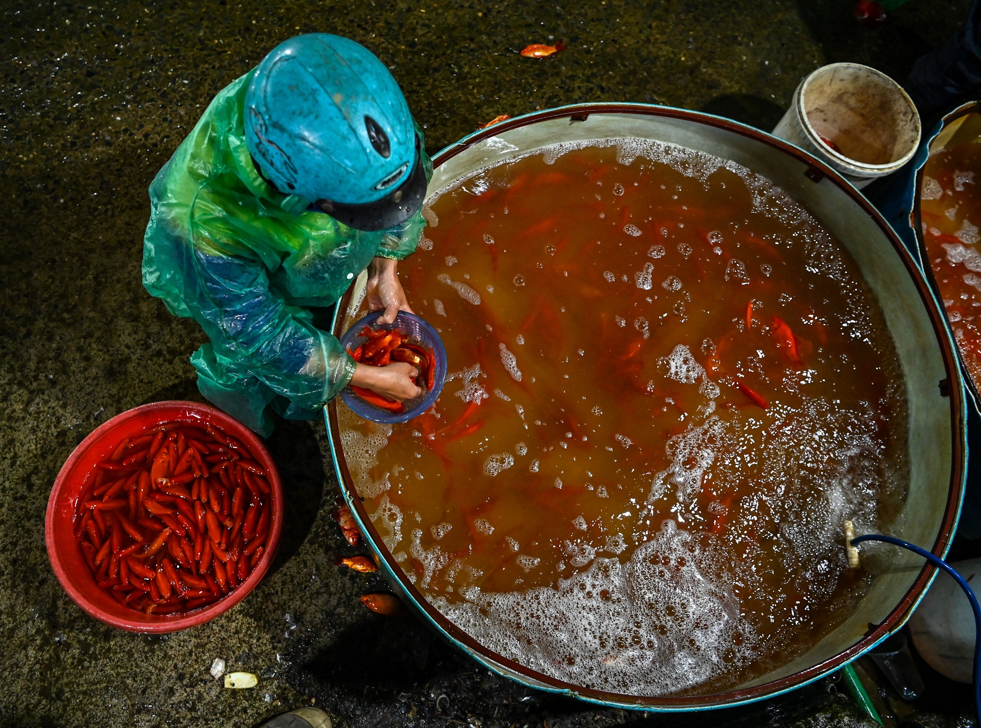 ca chep ngay cung tao quan anh 5