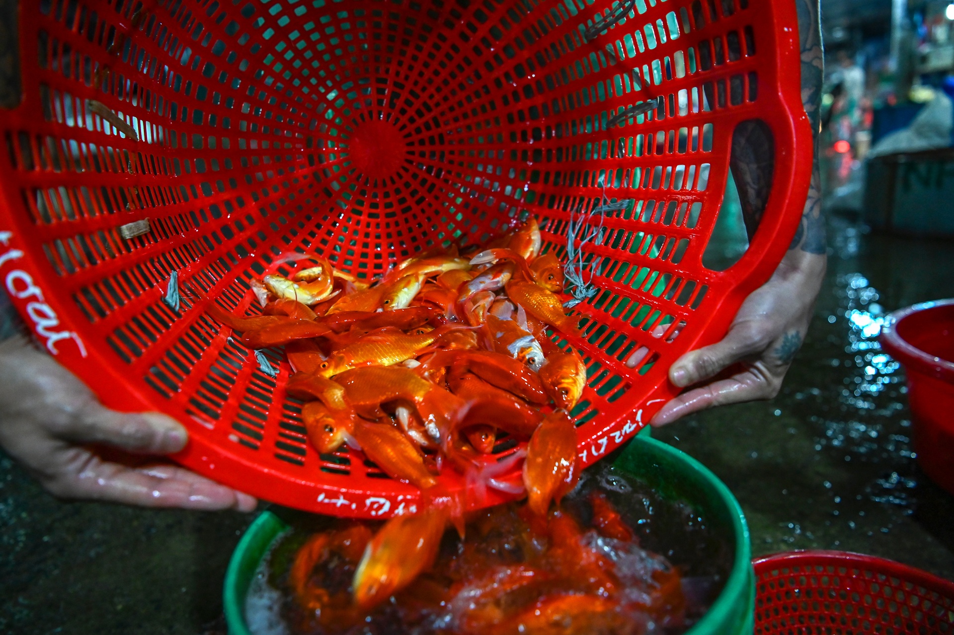 ca chep ngay cung tao quan anh 6