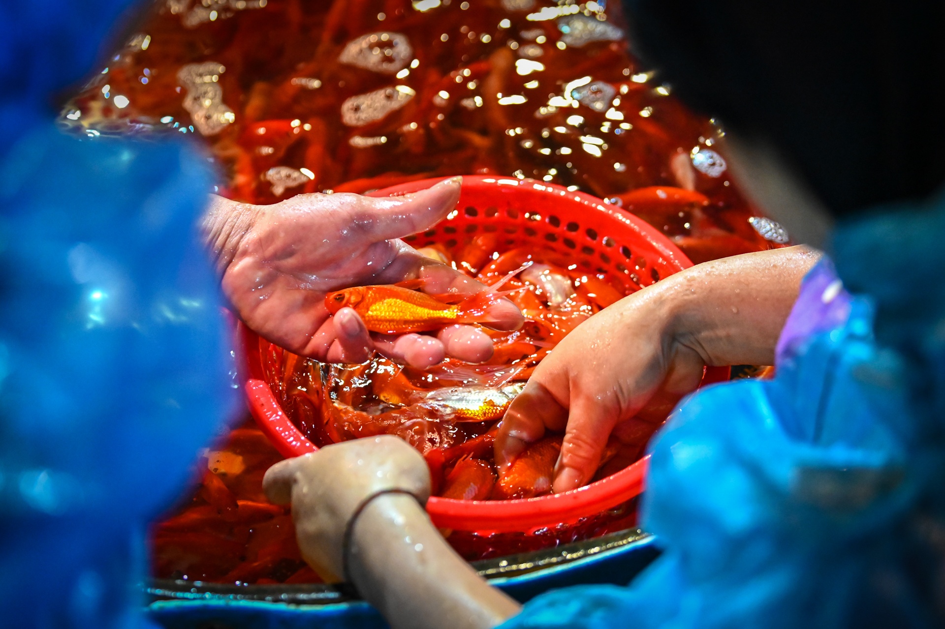 ca chep ngay cung tao quan anh 8