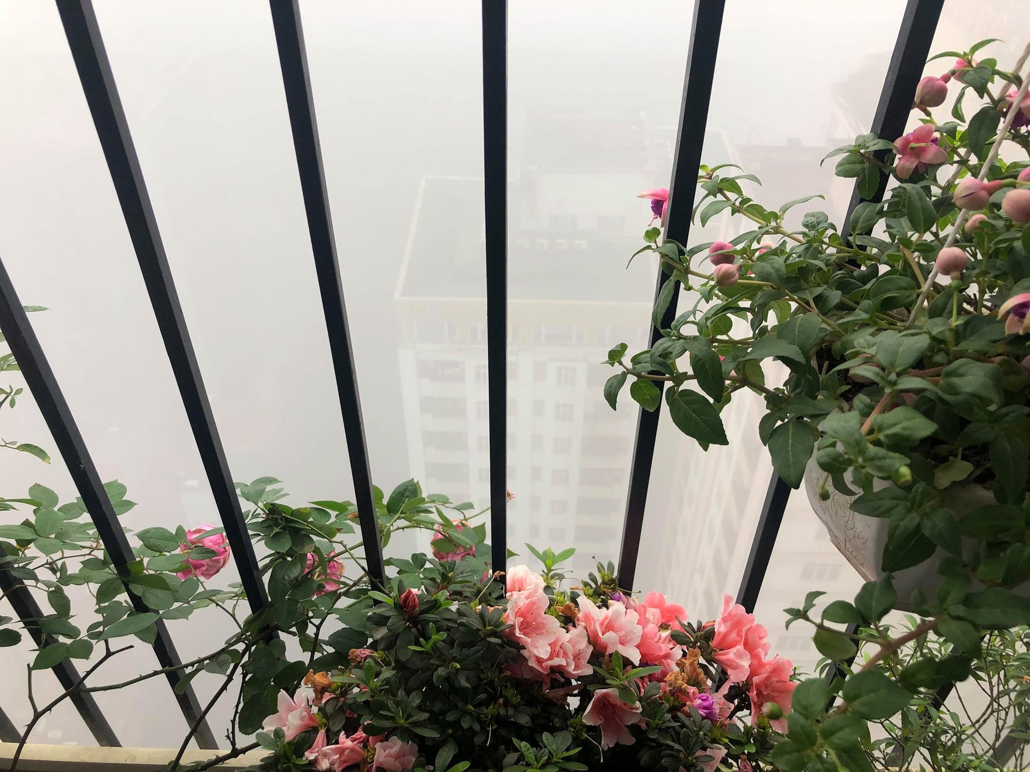 Ha Noi chim trong suong mu ngay giap Tet hinh anh