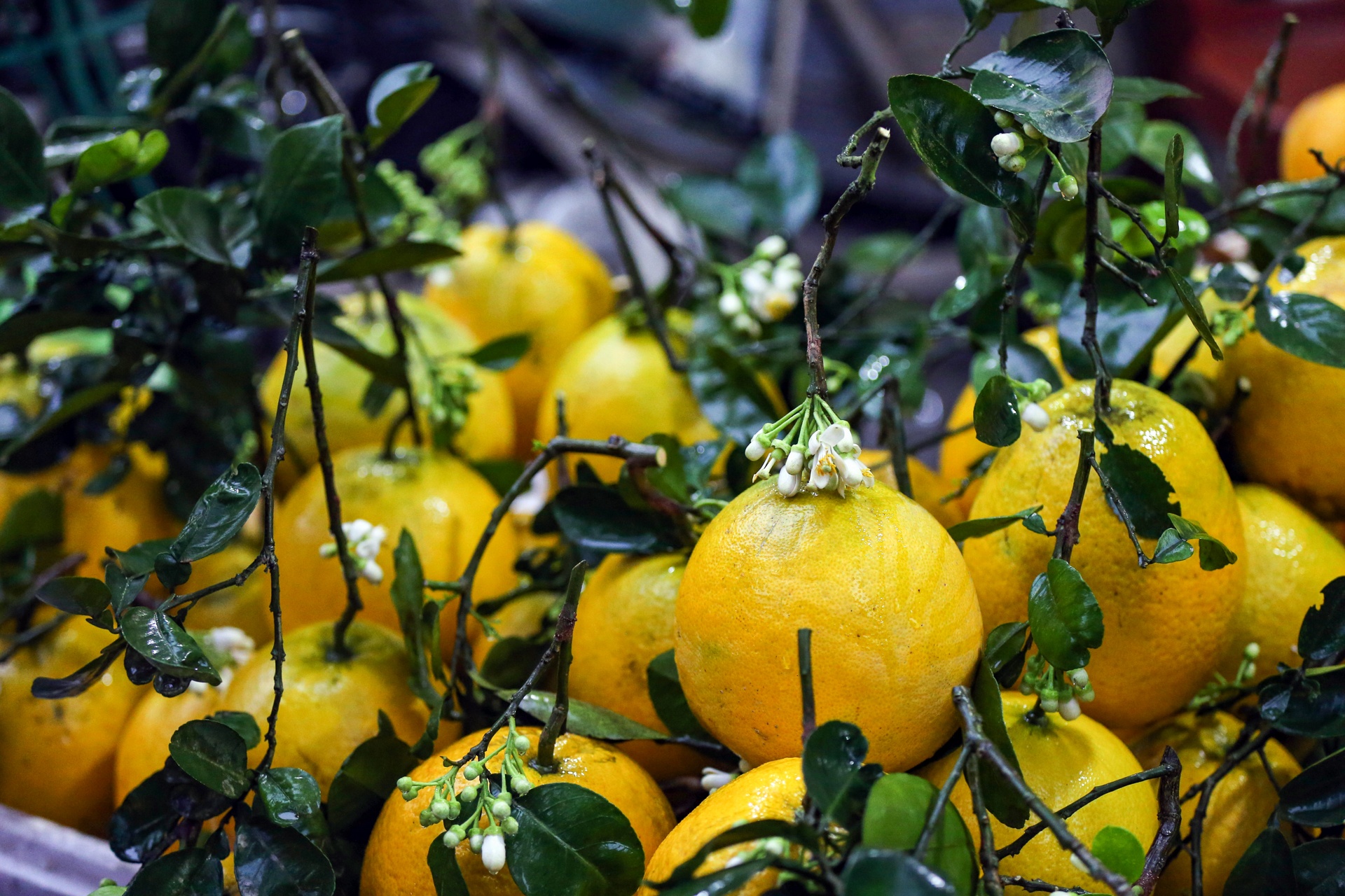 dan thu do di cho nha giau tu mo sang anh 7