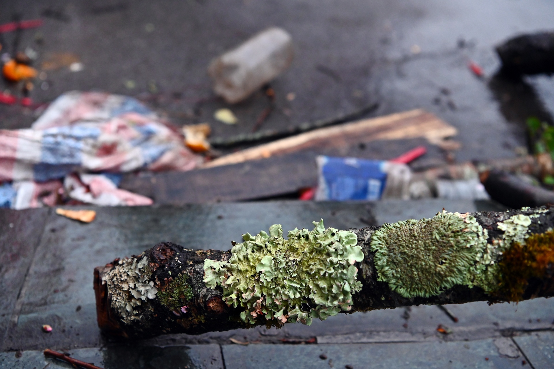 dao rung bi vut bo o Ha Noi anh 3