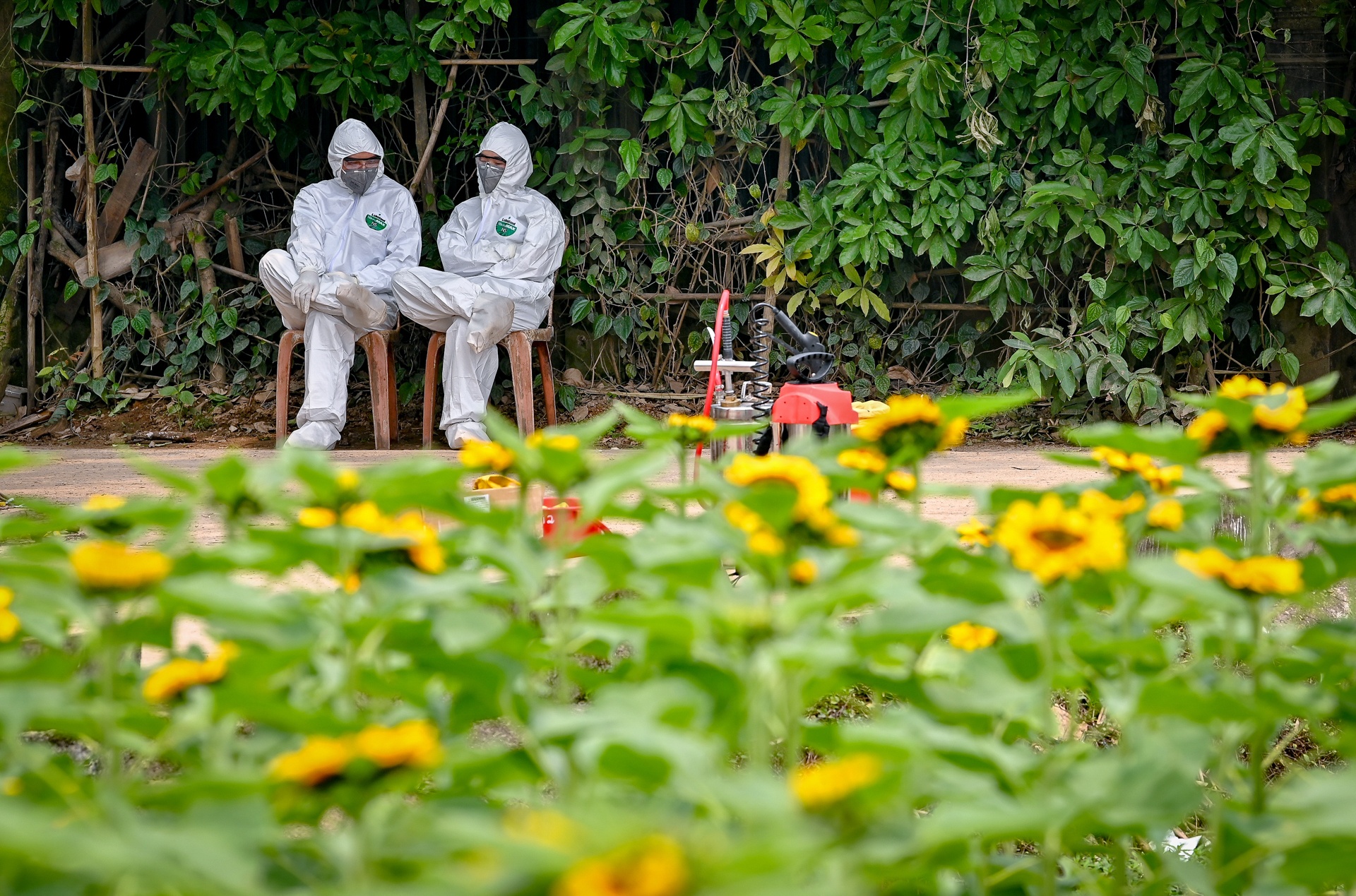 xet nghiem o dich ha loi anh 11