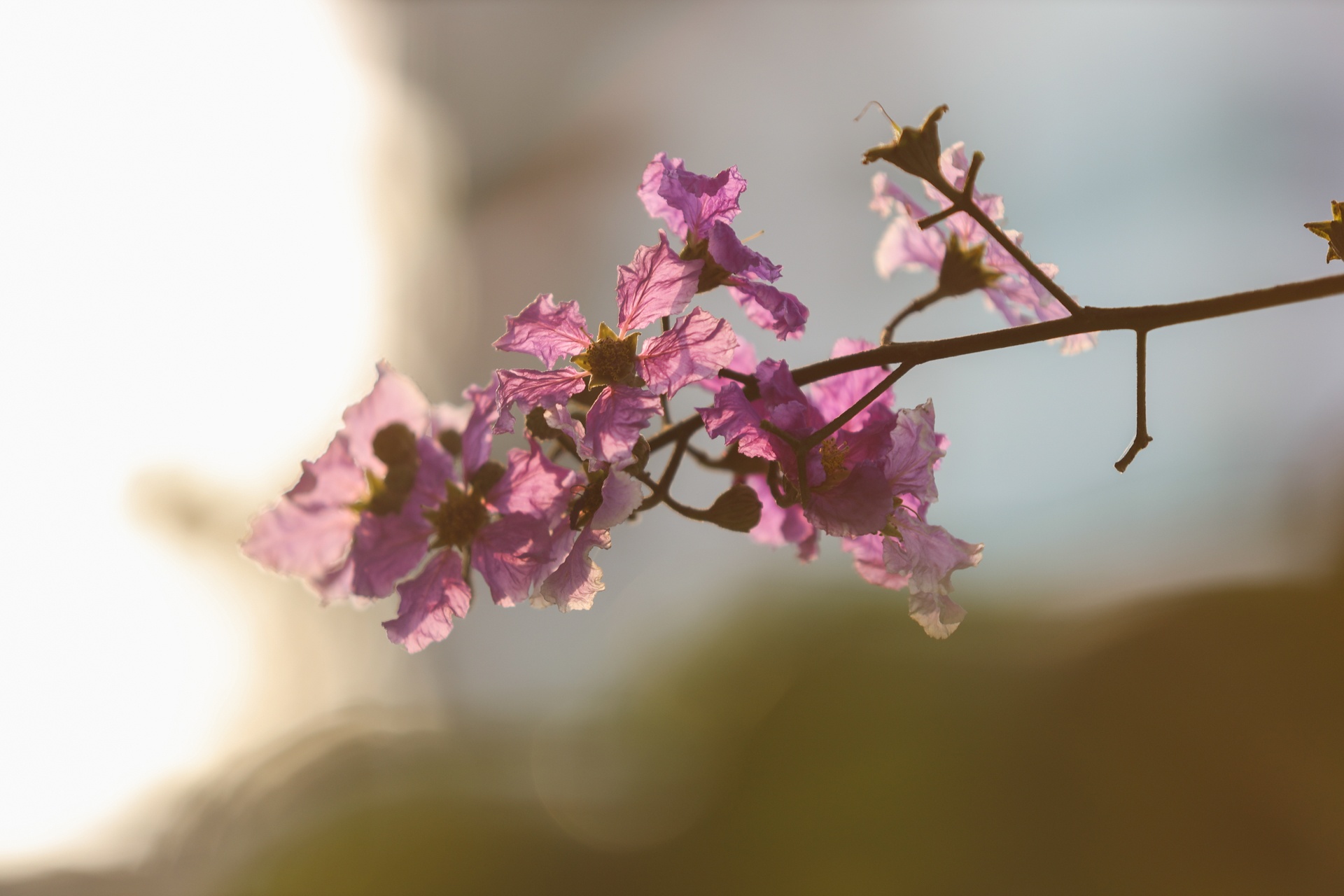 hà nội nnhững ngày hè nóng bức ảnh 7 ha noi nnhung ngay he nong buc anh 7