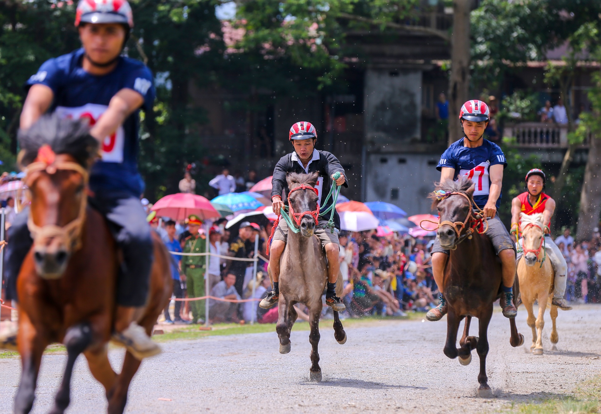 giai dua ngua Bac Ha anh 8