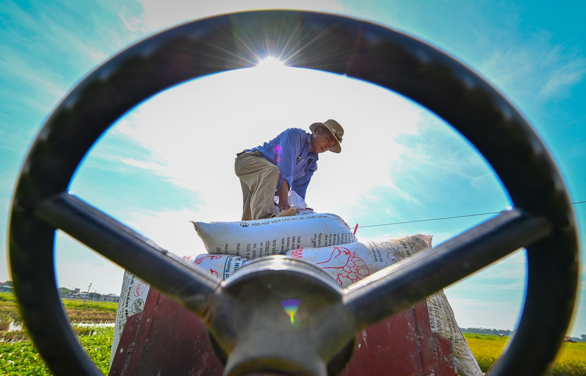 Nong dan doi nang ra dong thu hoach lua hinh anh