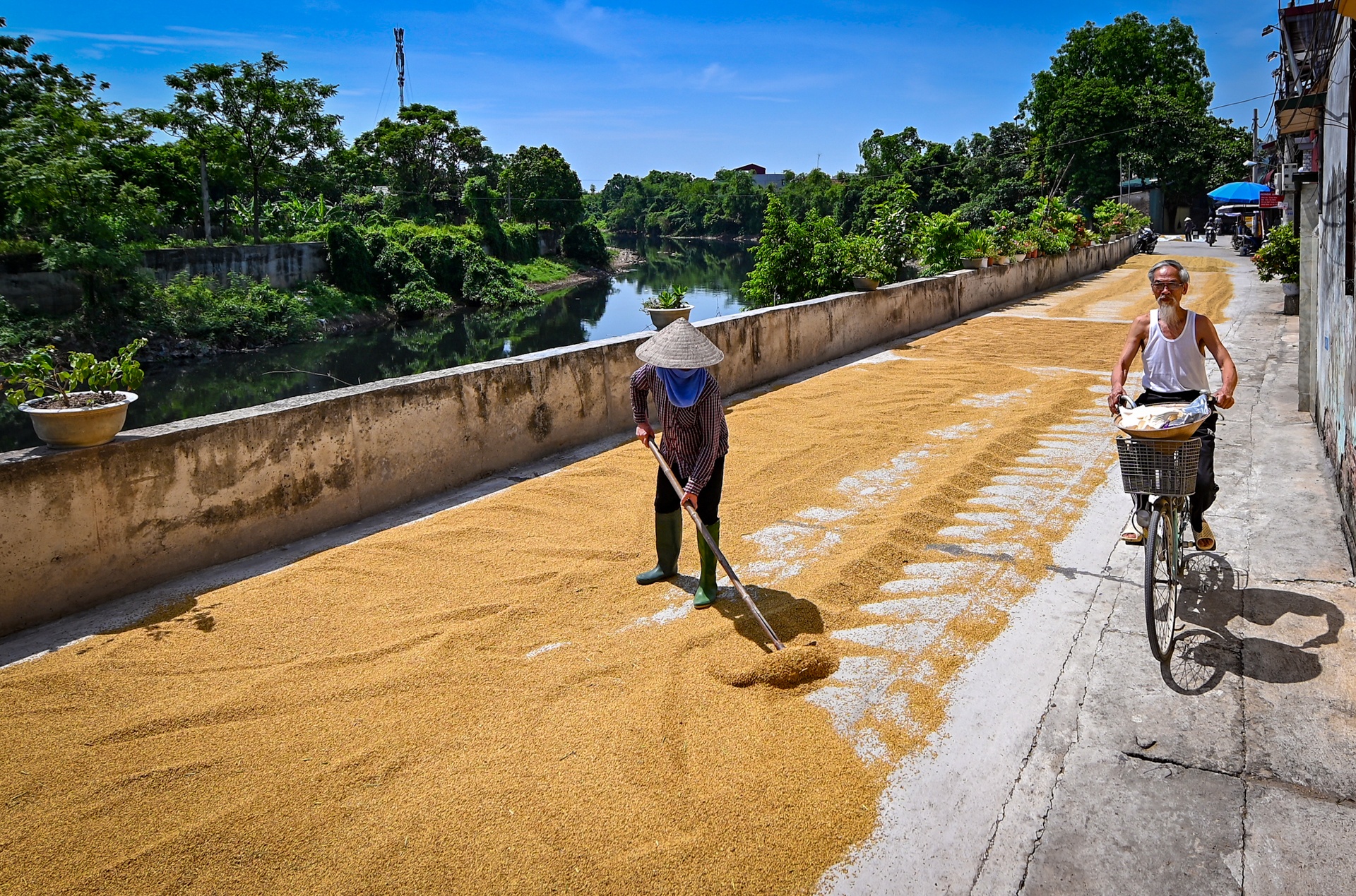 nong dan doi nang thu hoach lua anh 12