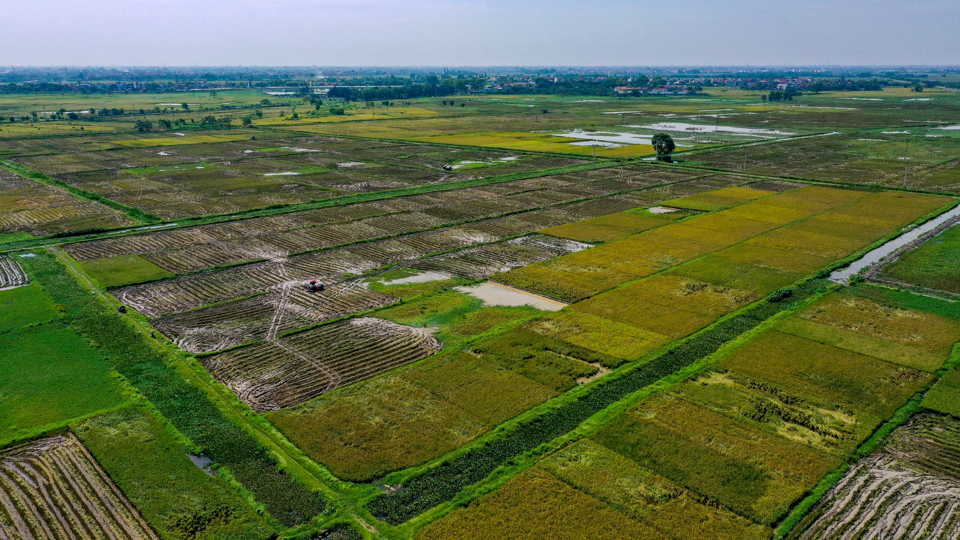 nong dan doi nang thu hoach lua anh 2
