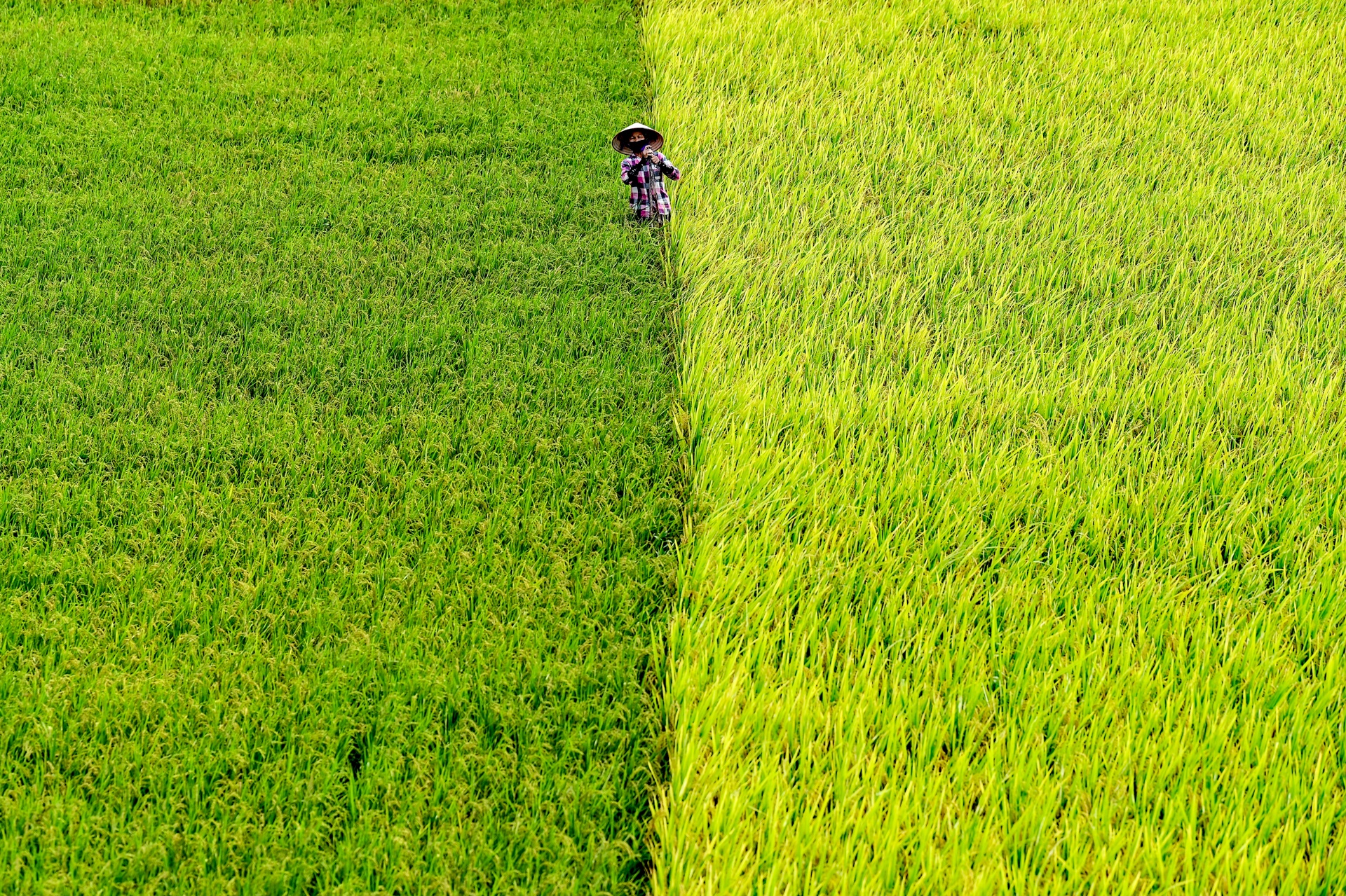 nong dan doi nang thu hoach lua anh 3