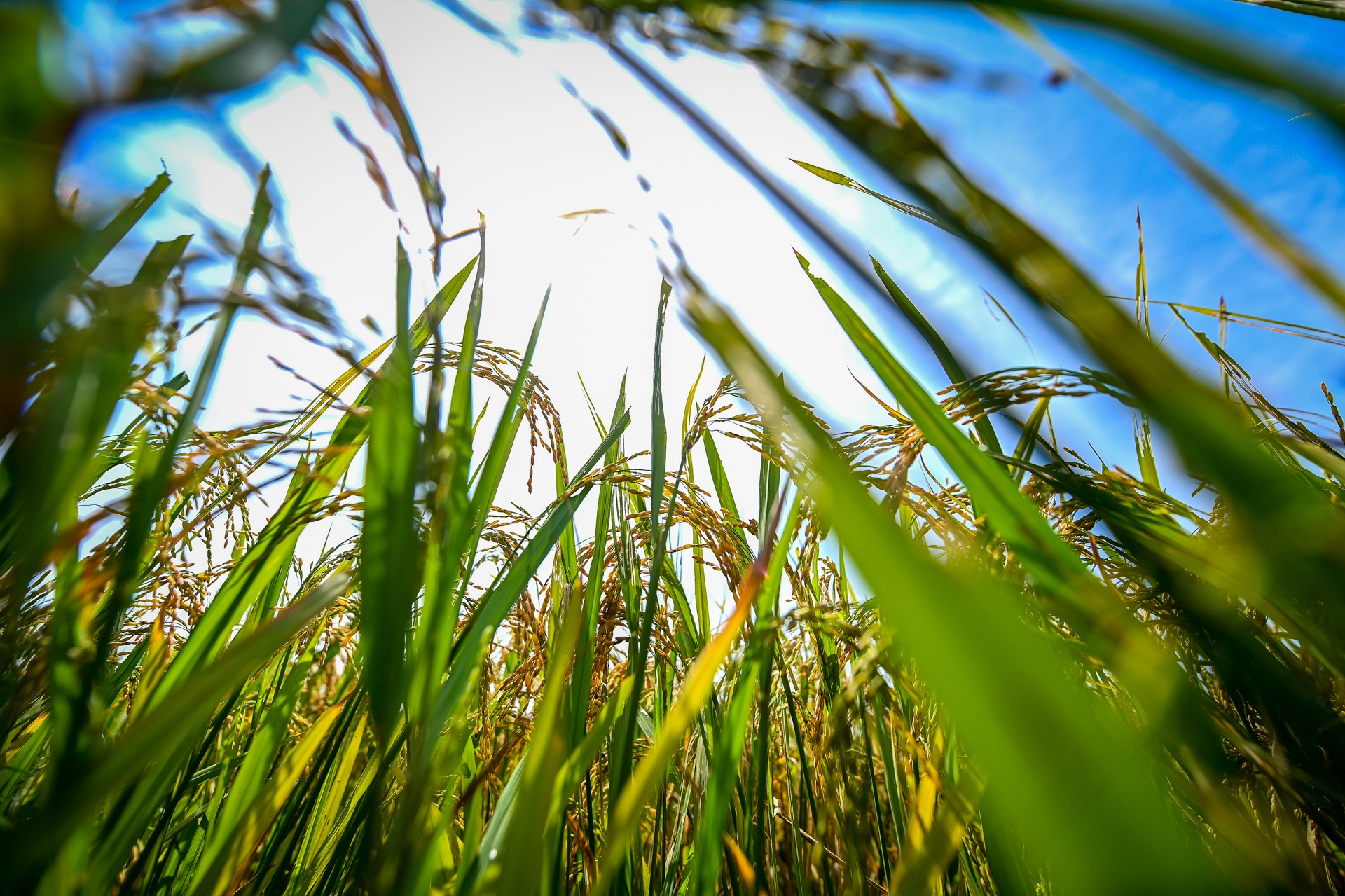 nong dan doi nang thu hoach lua anh 4