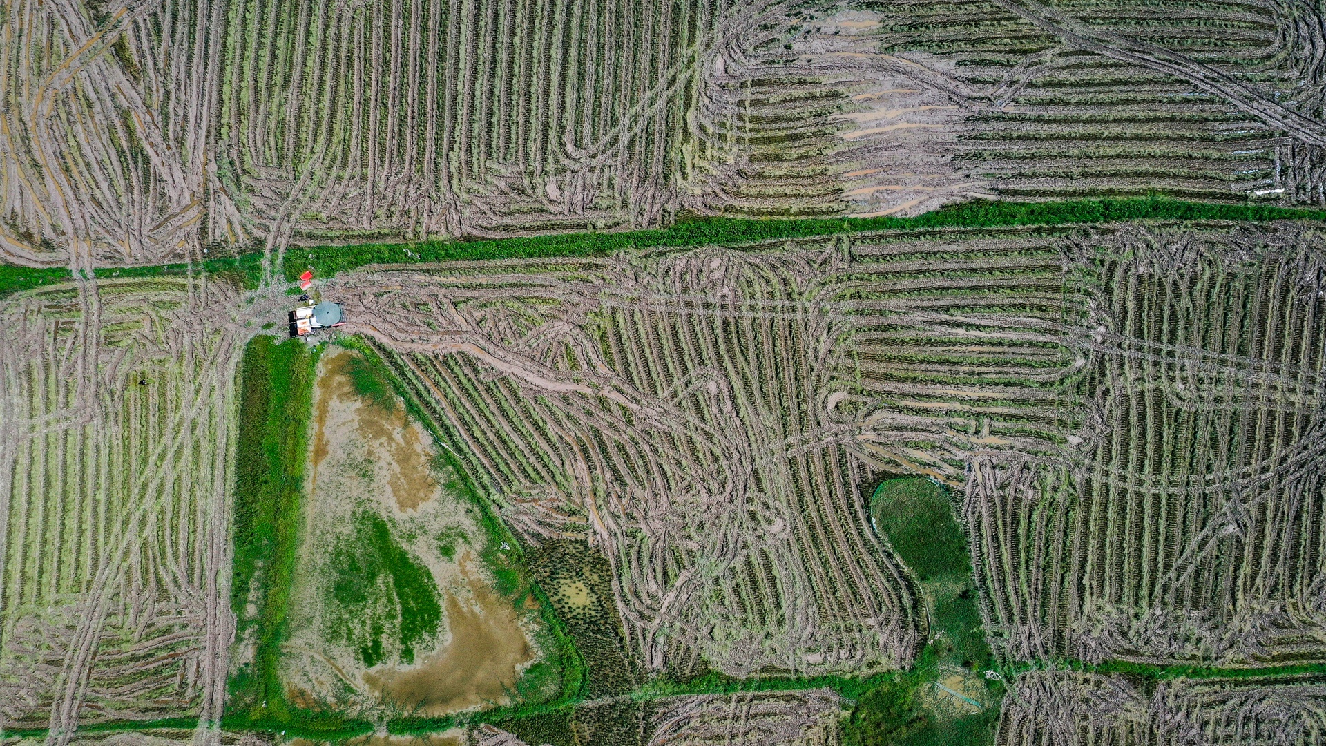 nong dan doi nang thu hoach lua anh 5