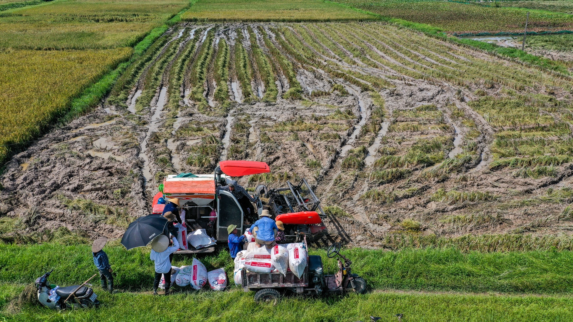 nong dan doi nang thu hoach lua anh 6