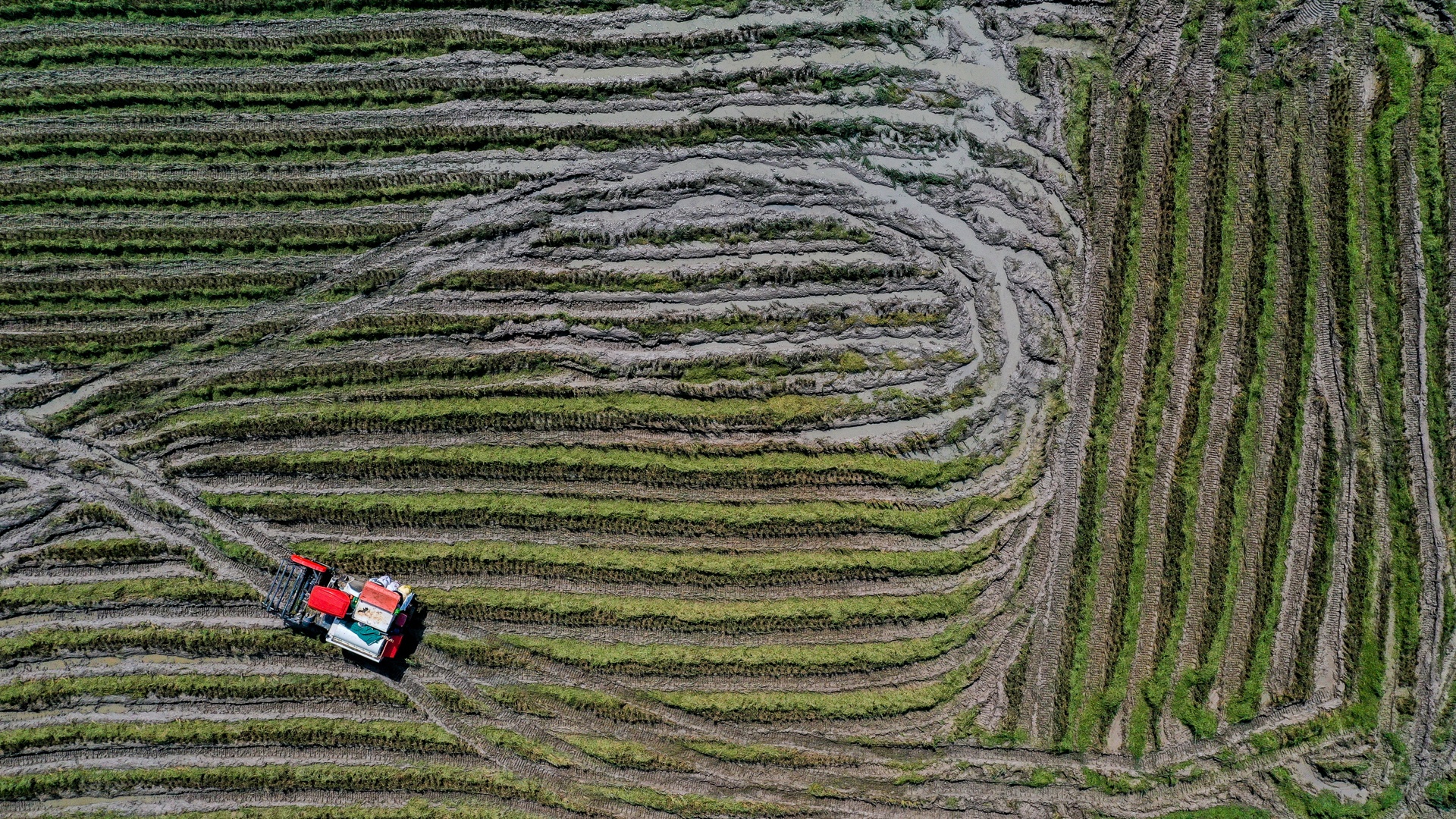 nong dan doi nang thu hoach lua anh 9