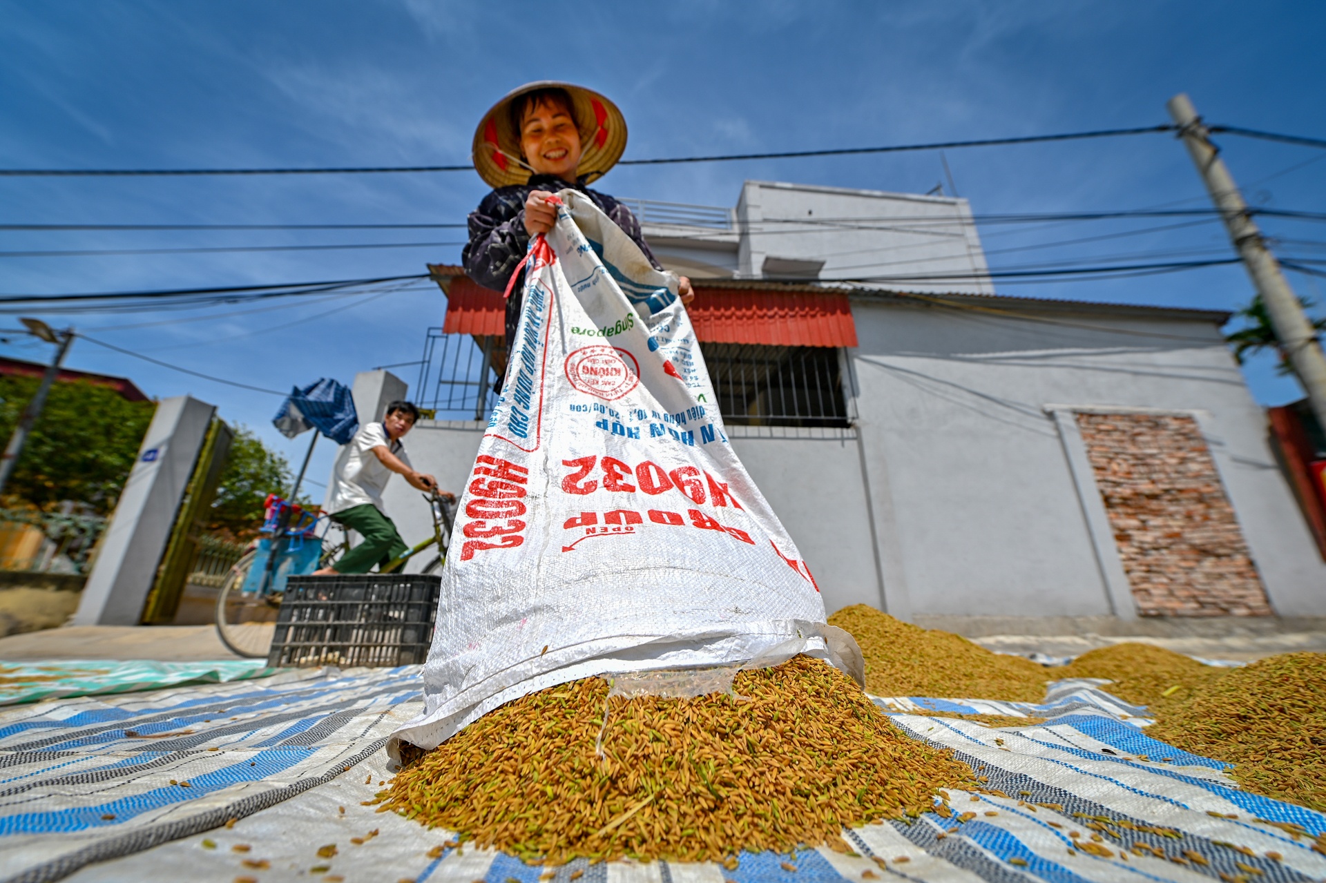 nong dan doi nang thu hoach lua anh 10