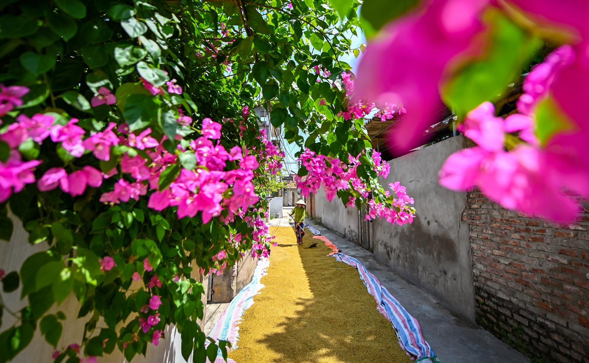 nong dan doi nang thu hoach lua anh 11