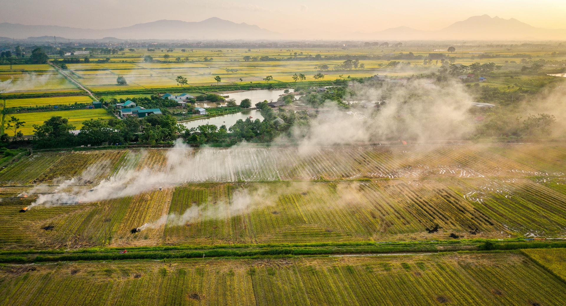 nong dan doi nang thu hoach lua anh 14