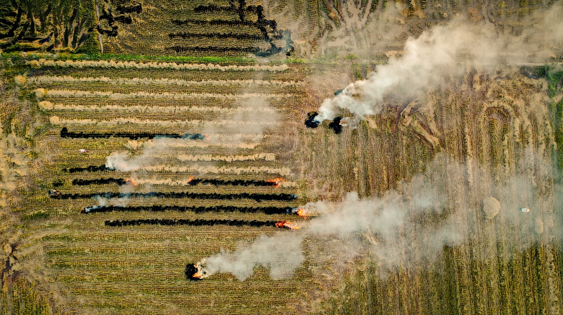 nong dan doi nang thu hoach lua anh 15
