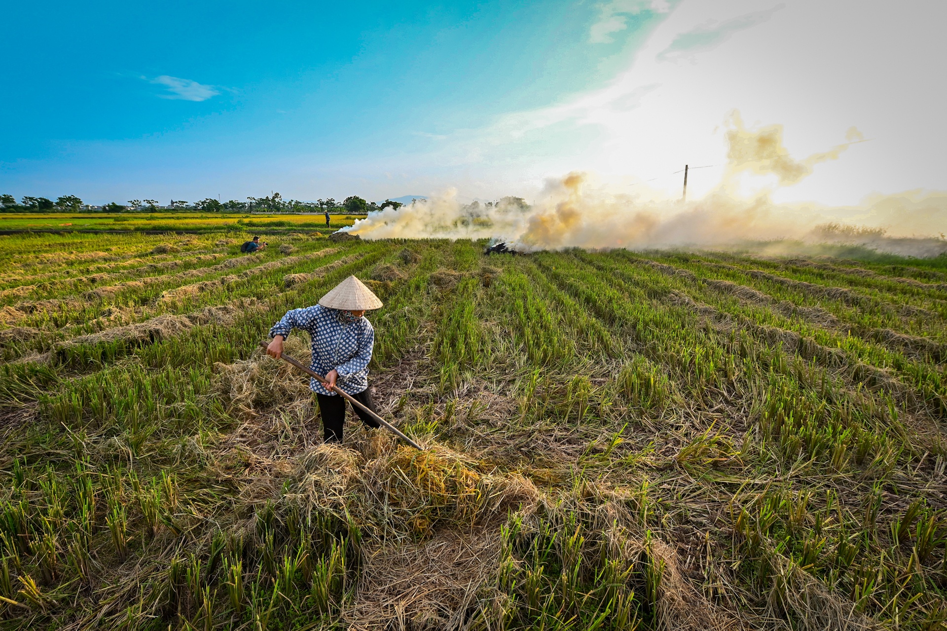 nong dan doi nang thu hoach lua anh 16