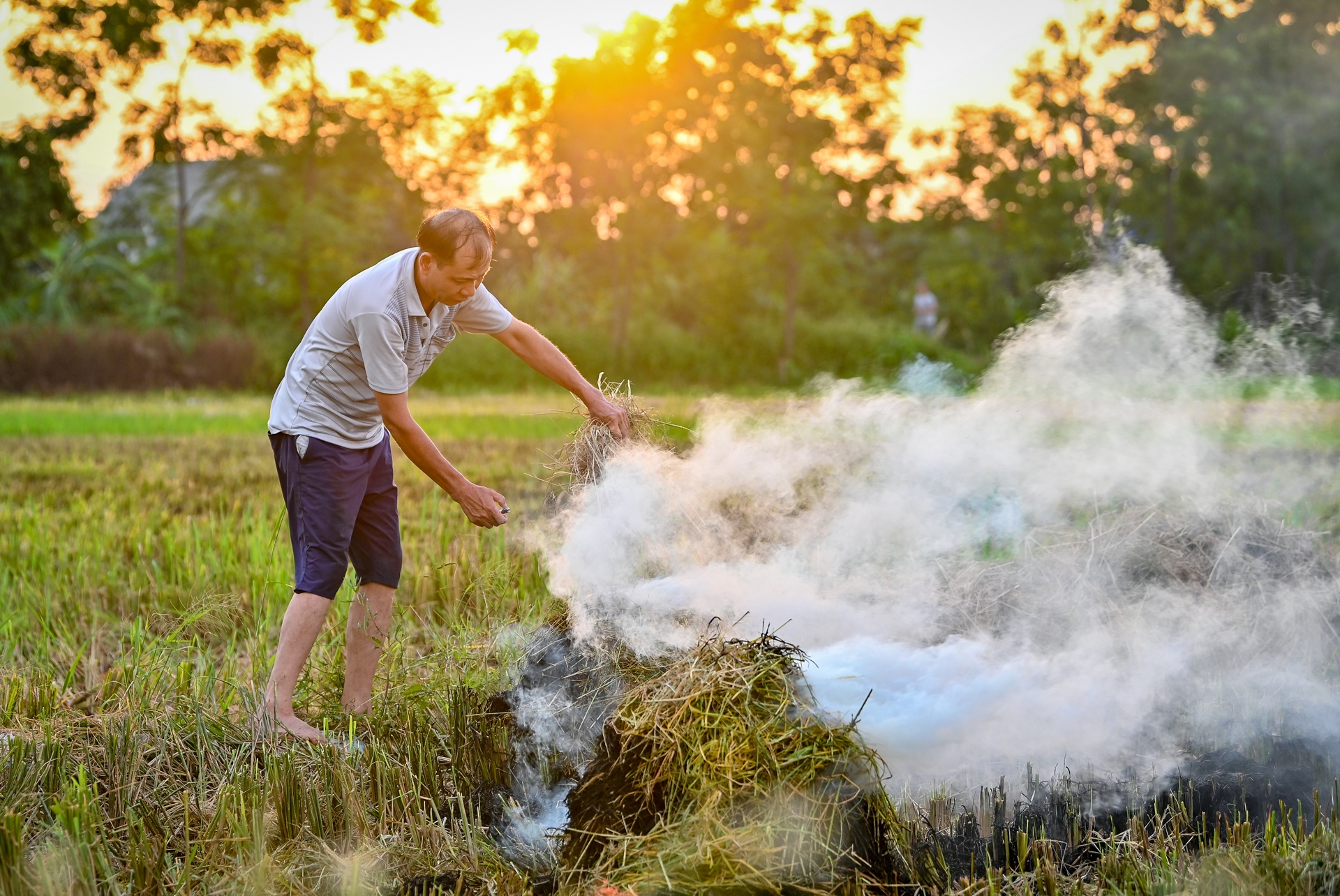 nong dan doi nang thu hoach lua anh 17