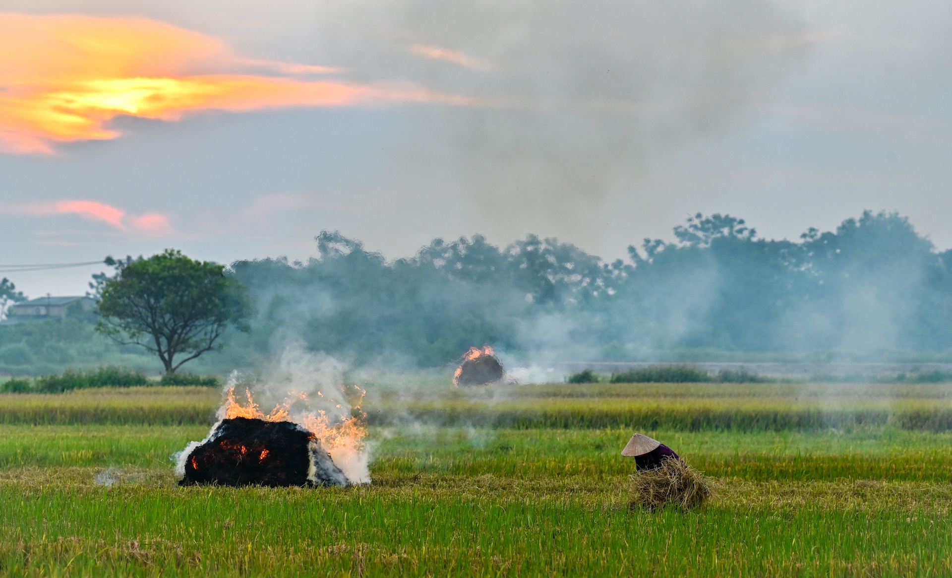 nong dan doi nang thu hoach lua anh 20