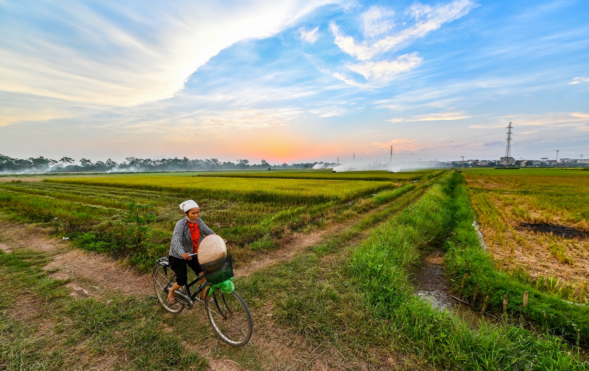 nong dan doi nang thu hoach lua anh 21