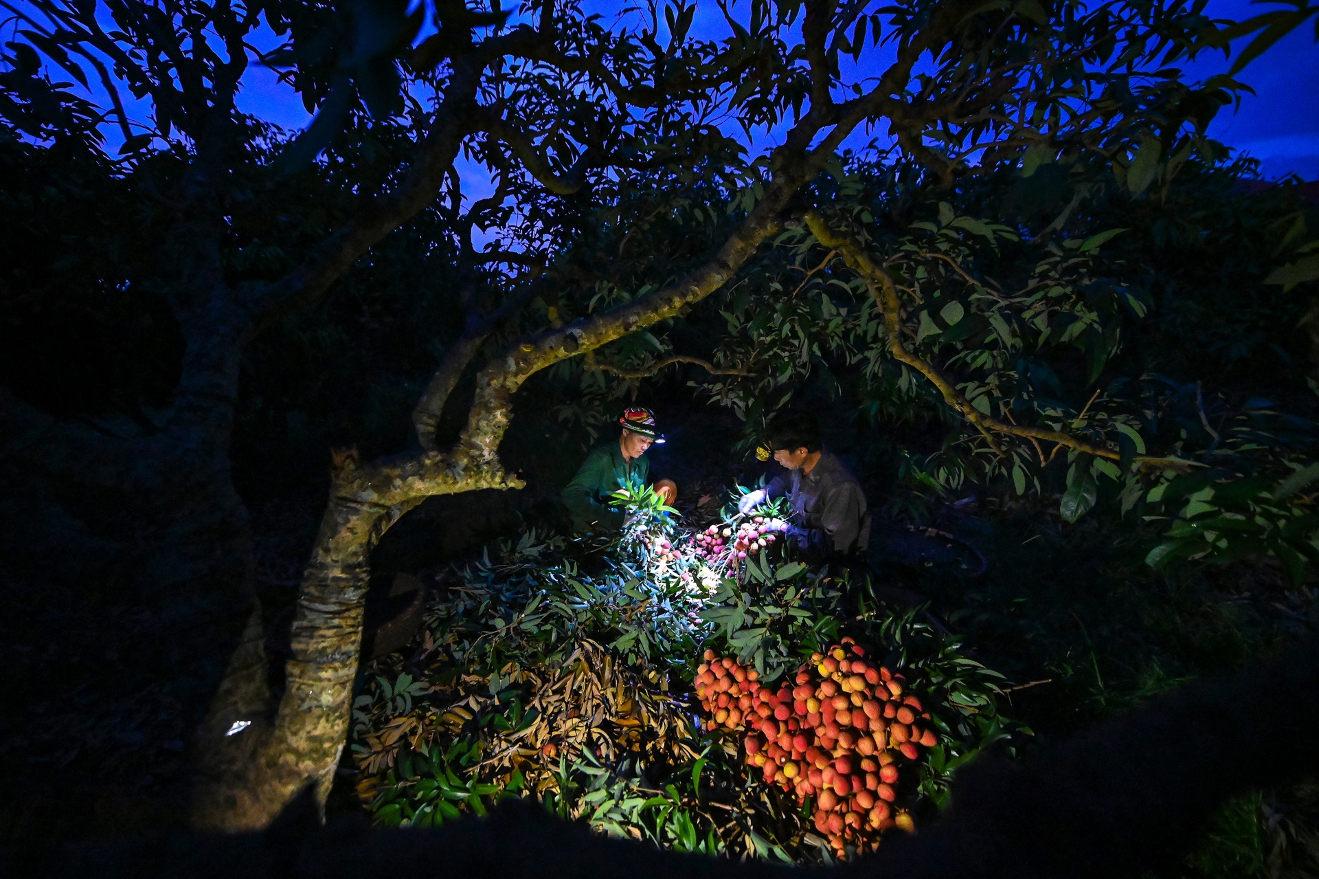 cho vai luc ngan bac giang anh 2