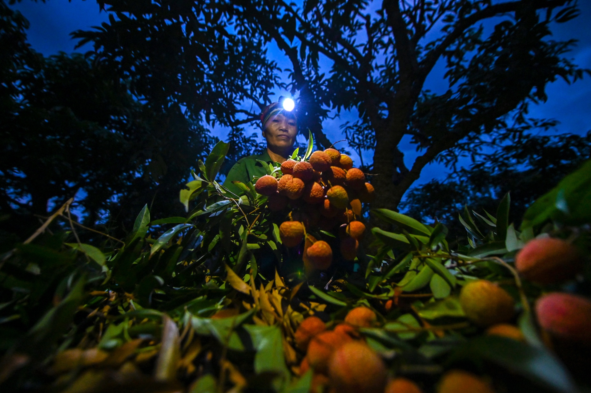 cho vai luc ngan bac giang anh 3