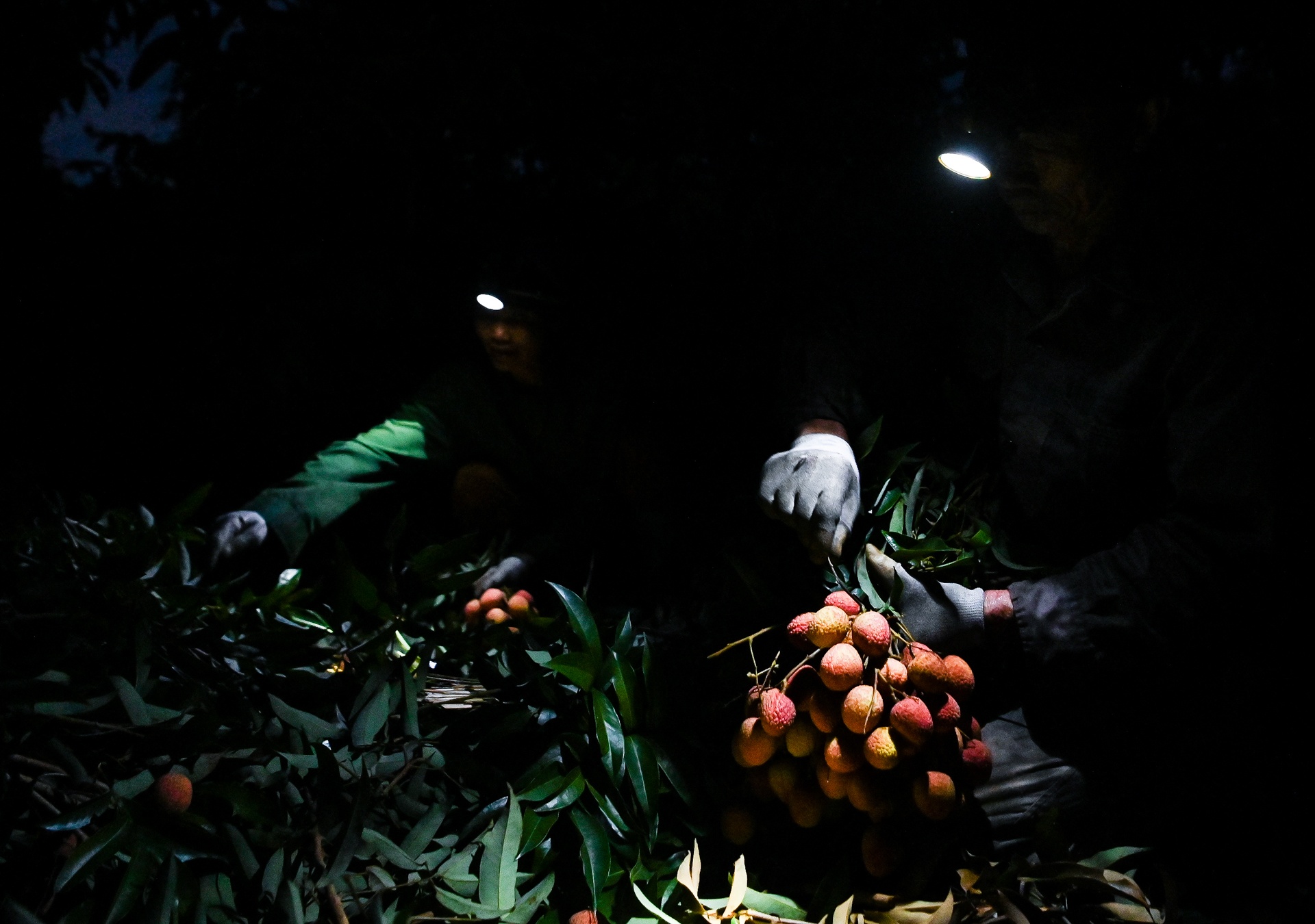 cho vai luc ngan bac giang anh 4