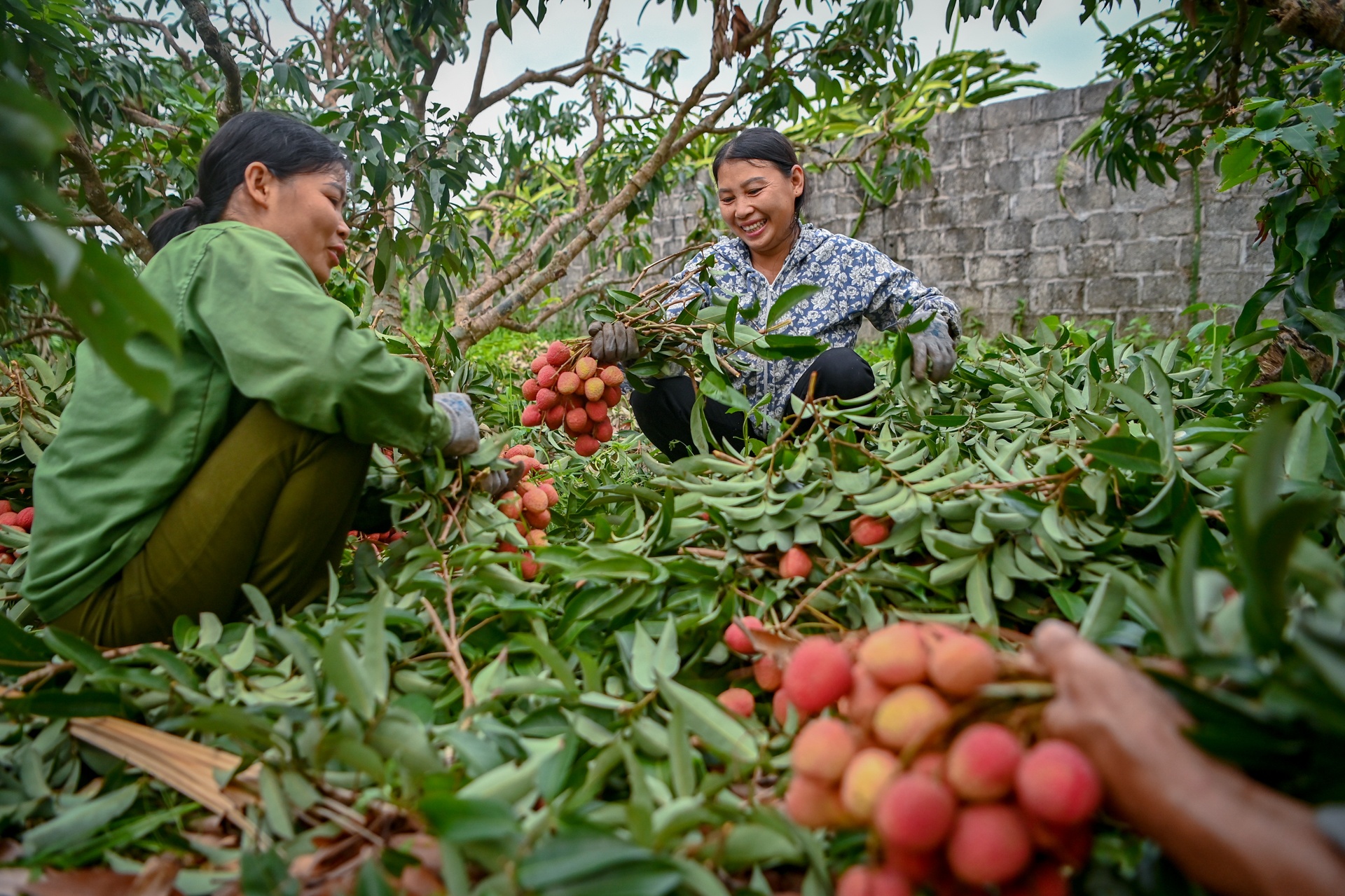 cho vai luc ngan bac giang anh 7