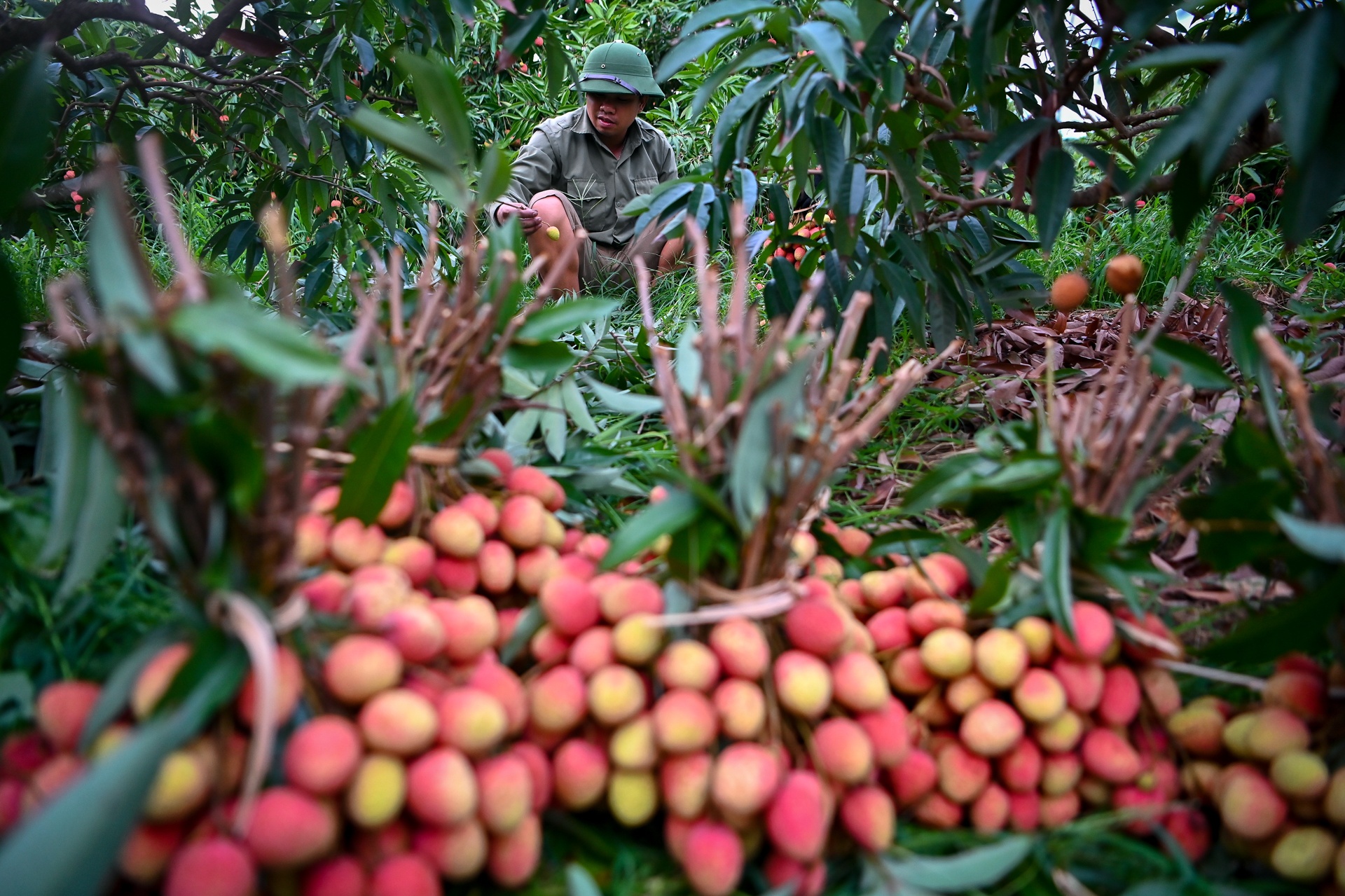 cho vai luc ngan bac giang anh 8