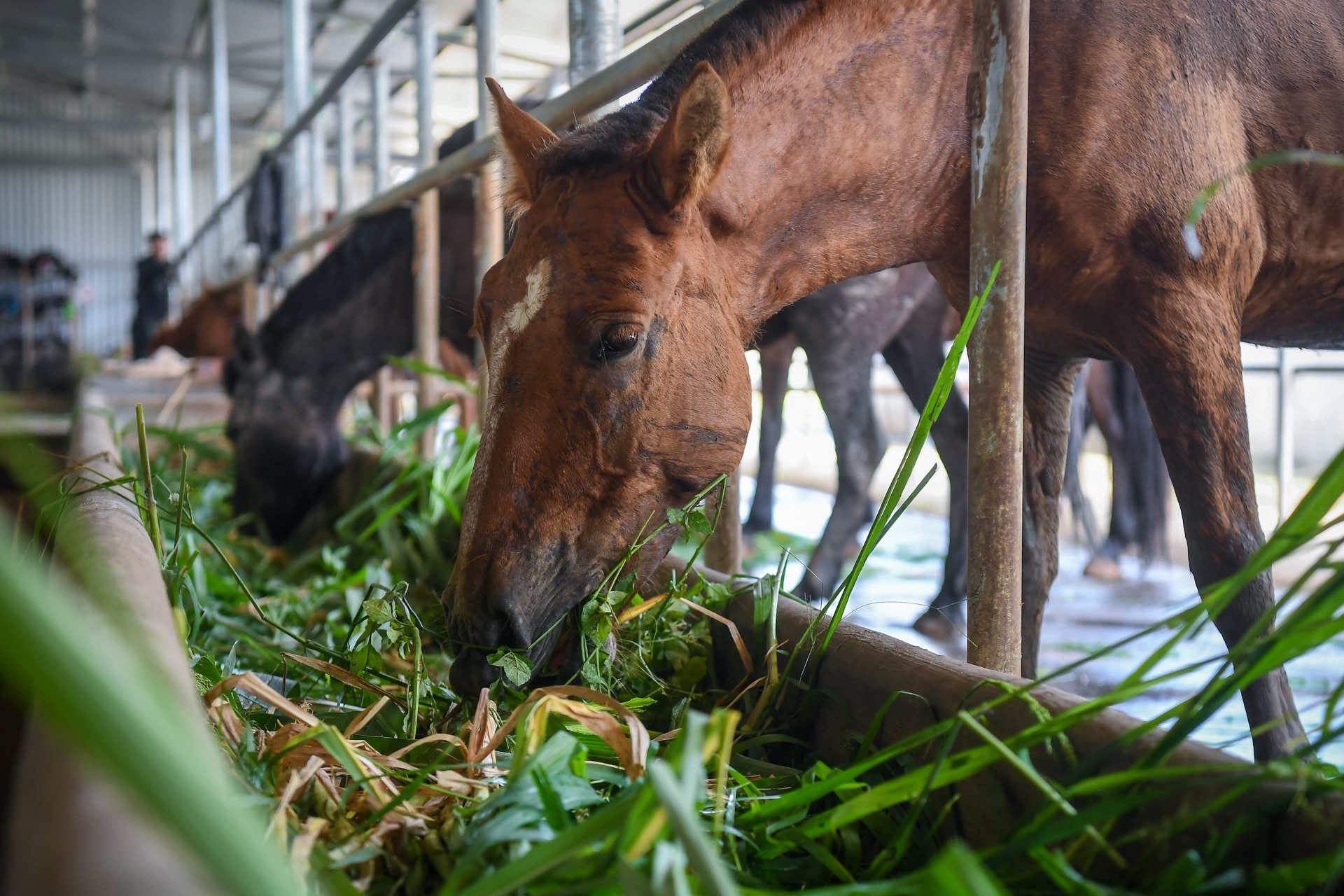 doan ky binh canh sat co dong anh 12